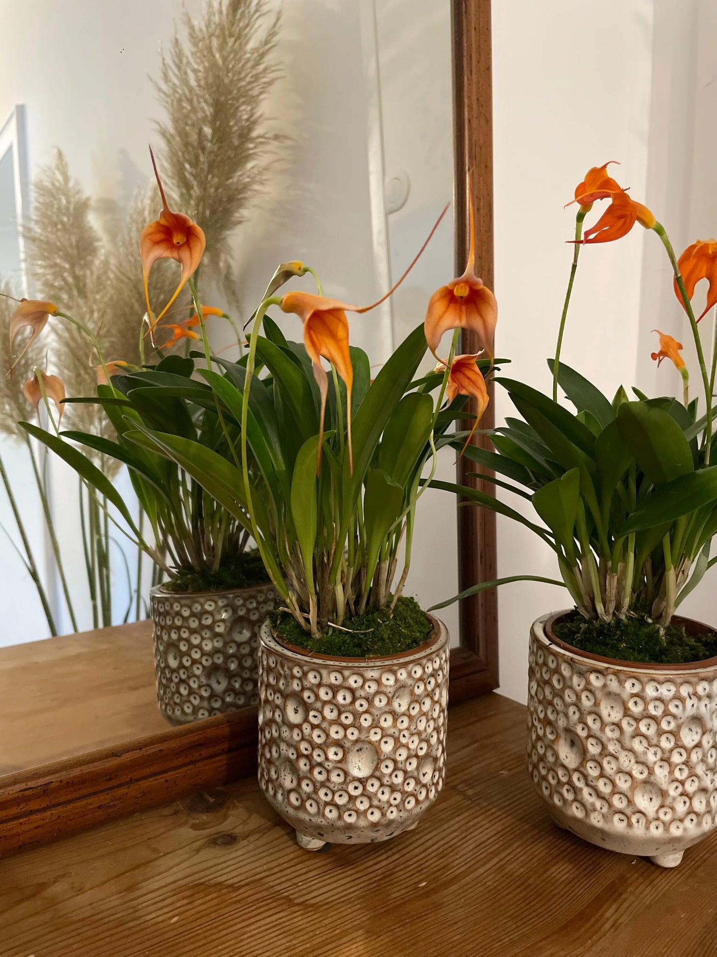 BellaVallia, 3er Set BLATTPOST