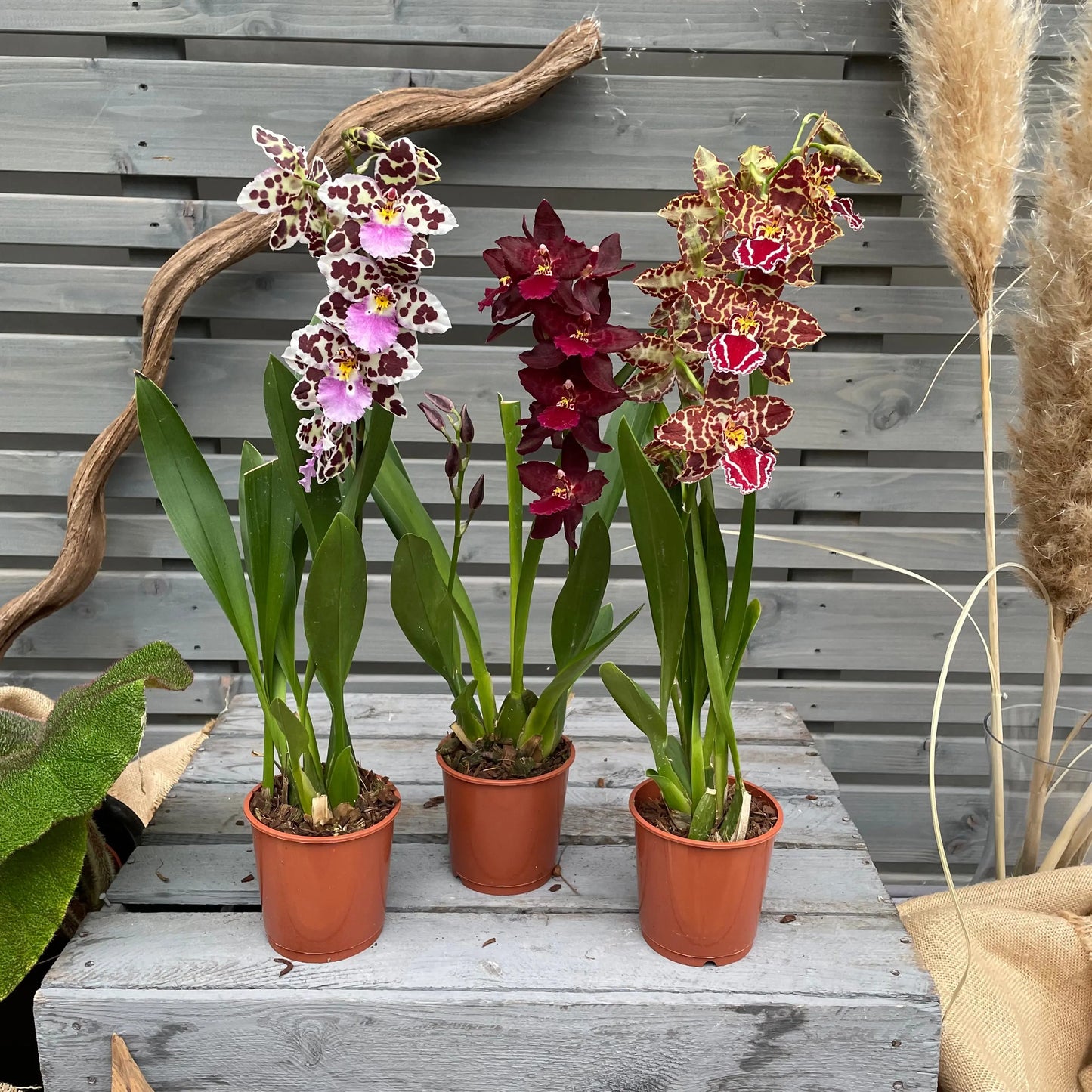 Cambria, 3er Set BLATTPOST