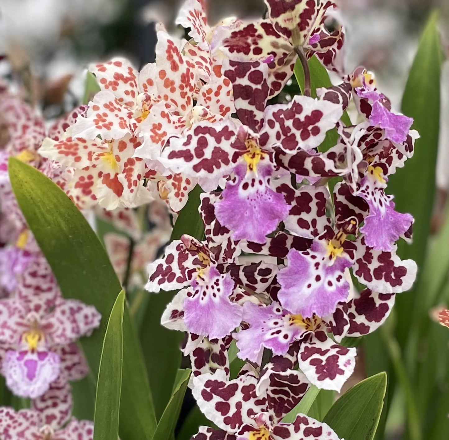 Cambria, 6er Set BLATTPOST