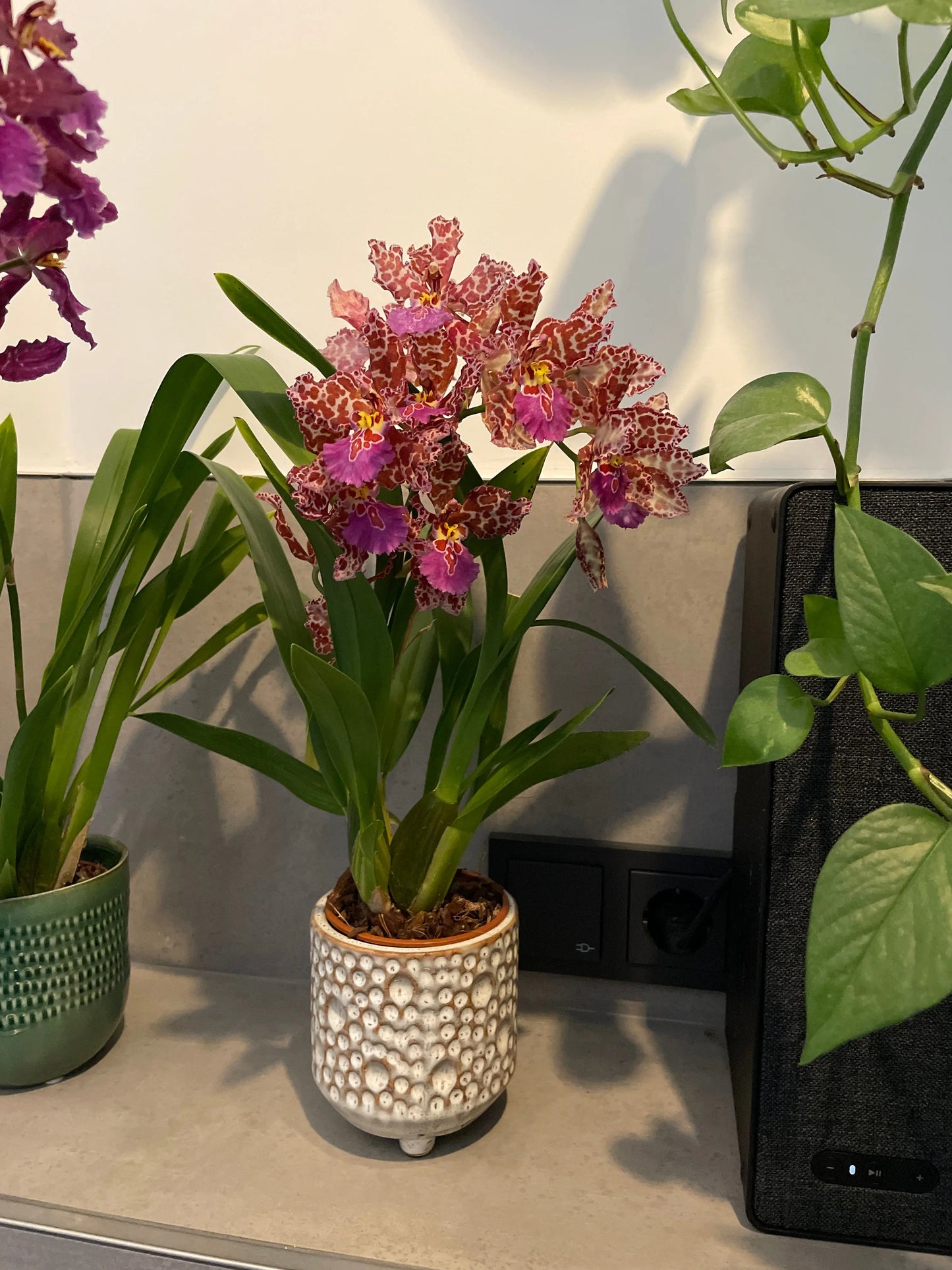 Cambria, 6er Set BLATTPOST