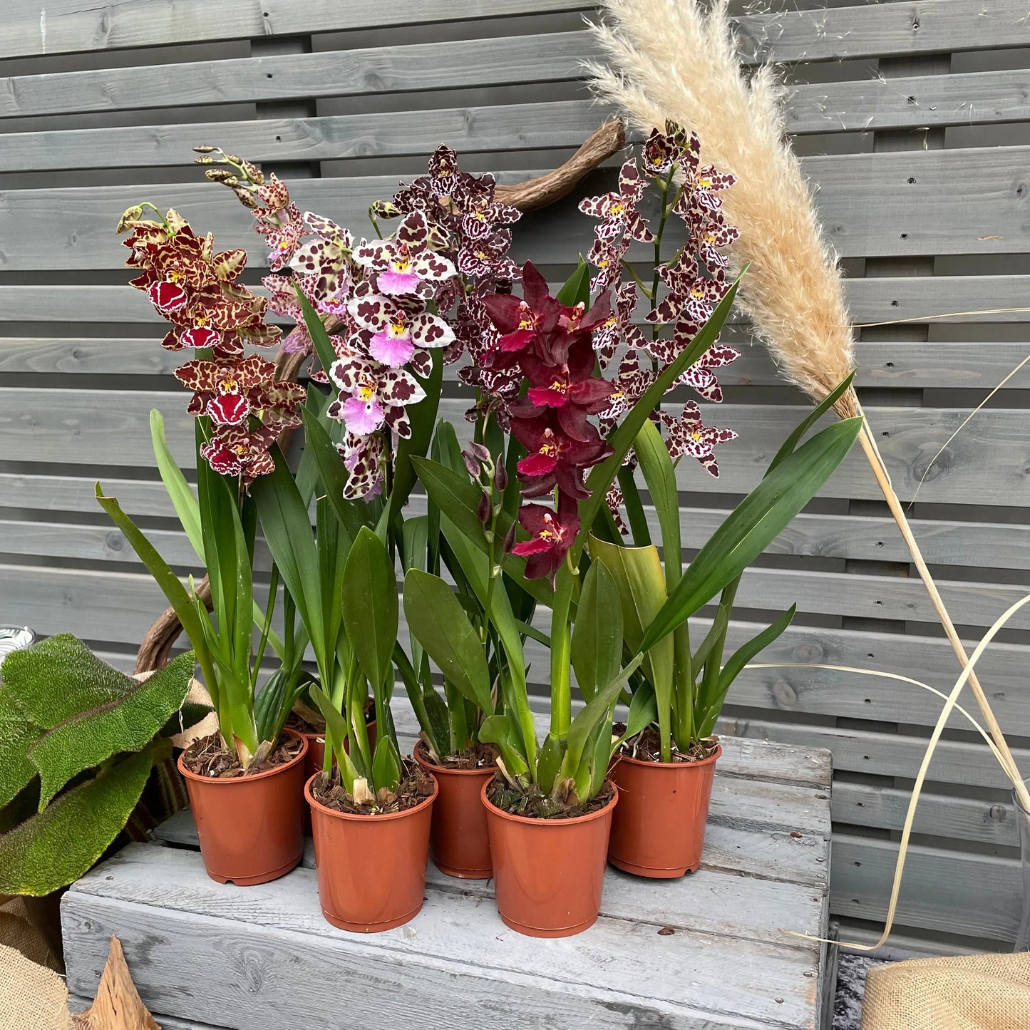 Cambria, 6er Set BLATTPOST