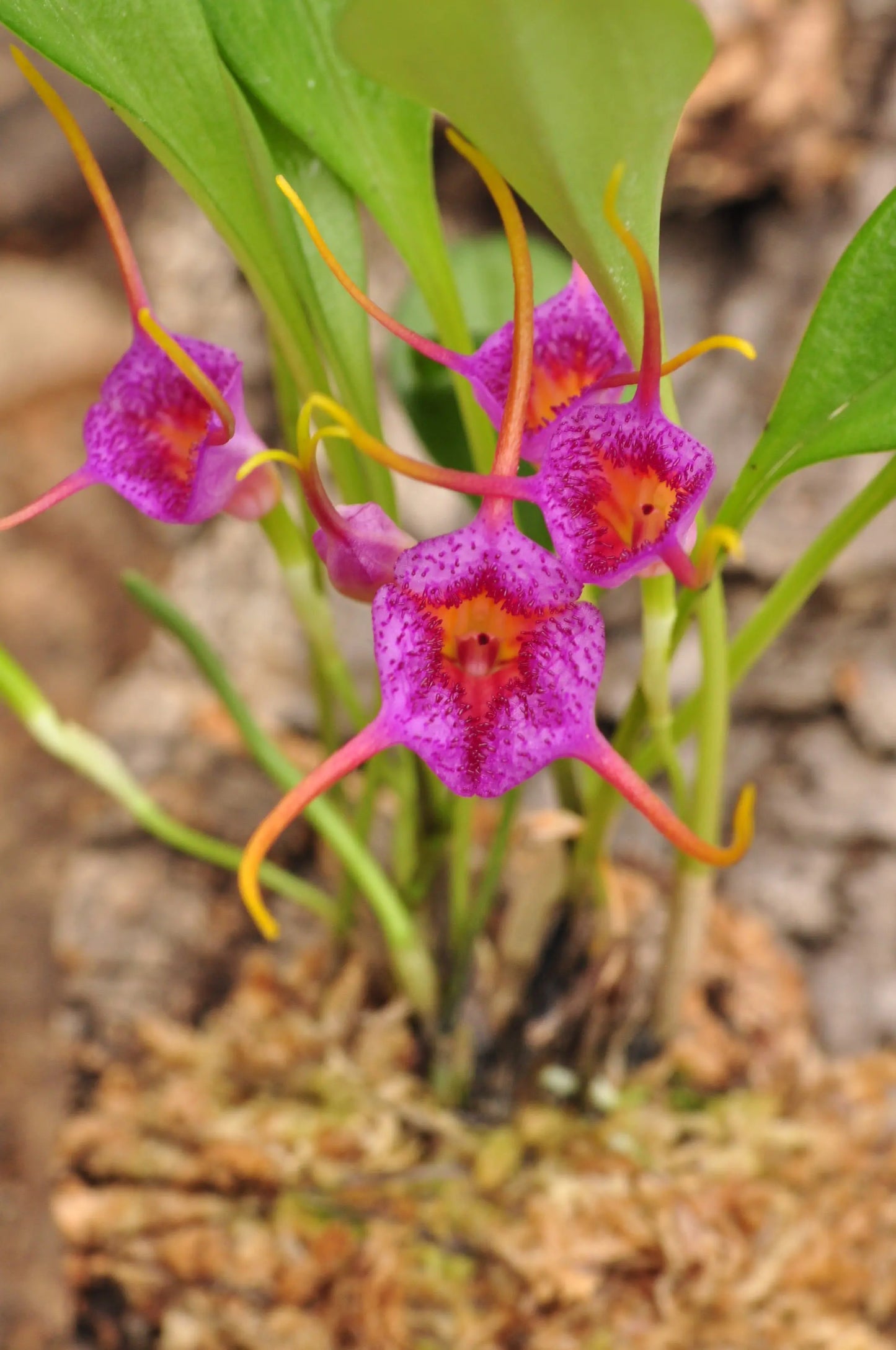 Cocoon Orchid - Masdevallia glandulosa BLATTPOST