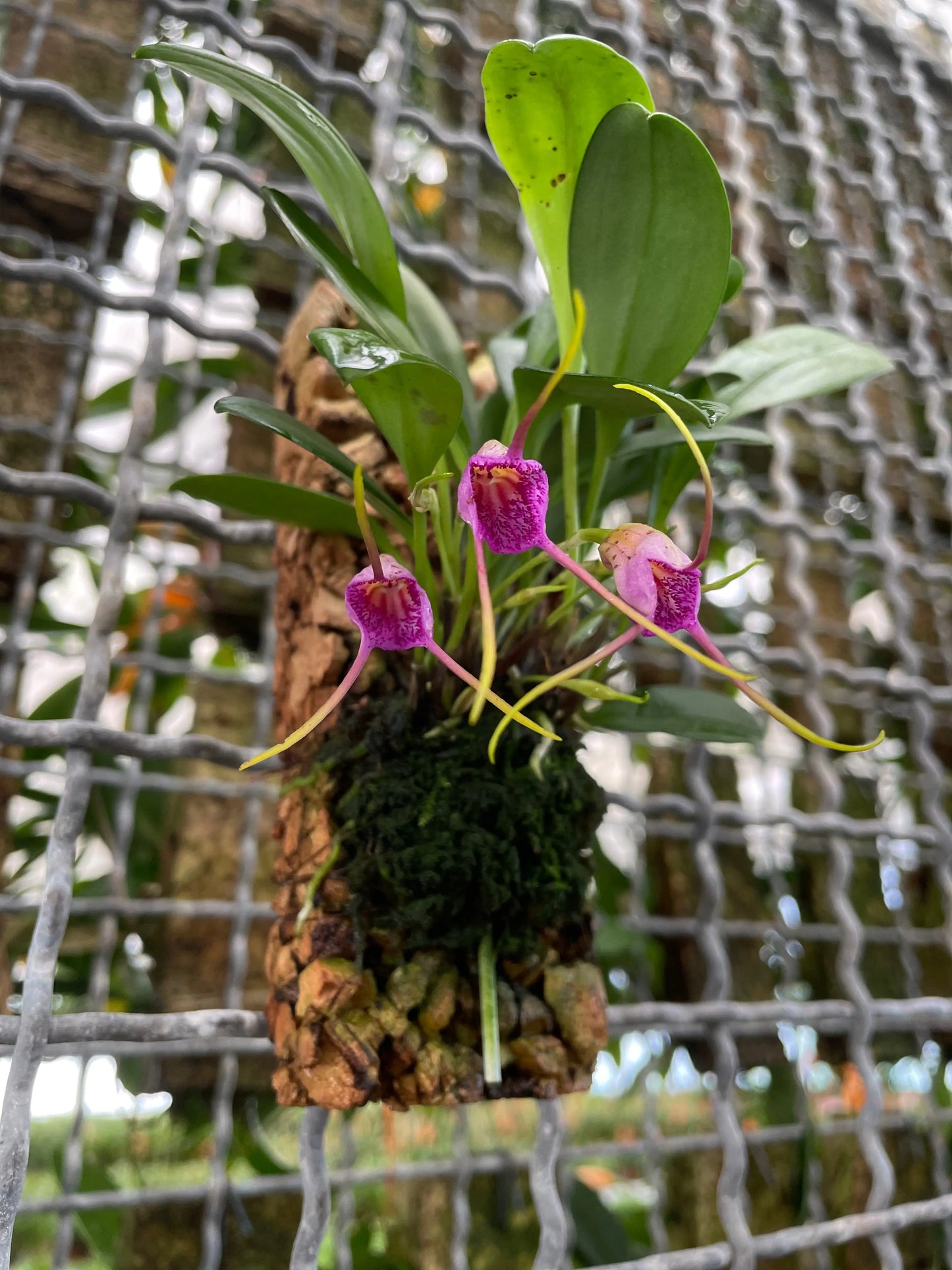 Cocoon Orchid - Masdevallia glandulosa BLATTPOST