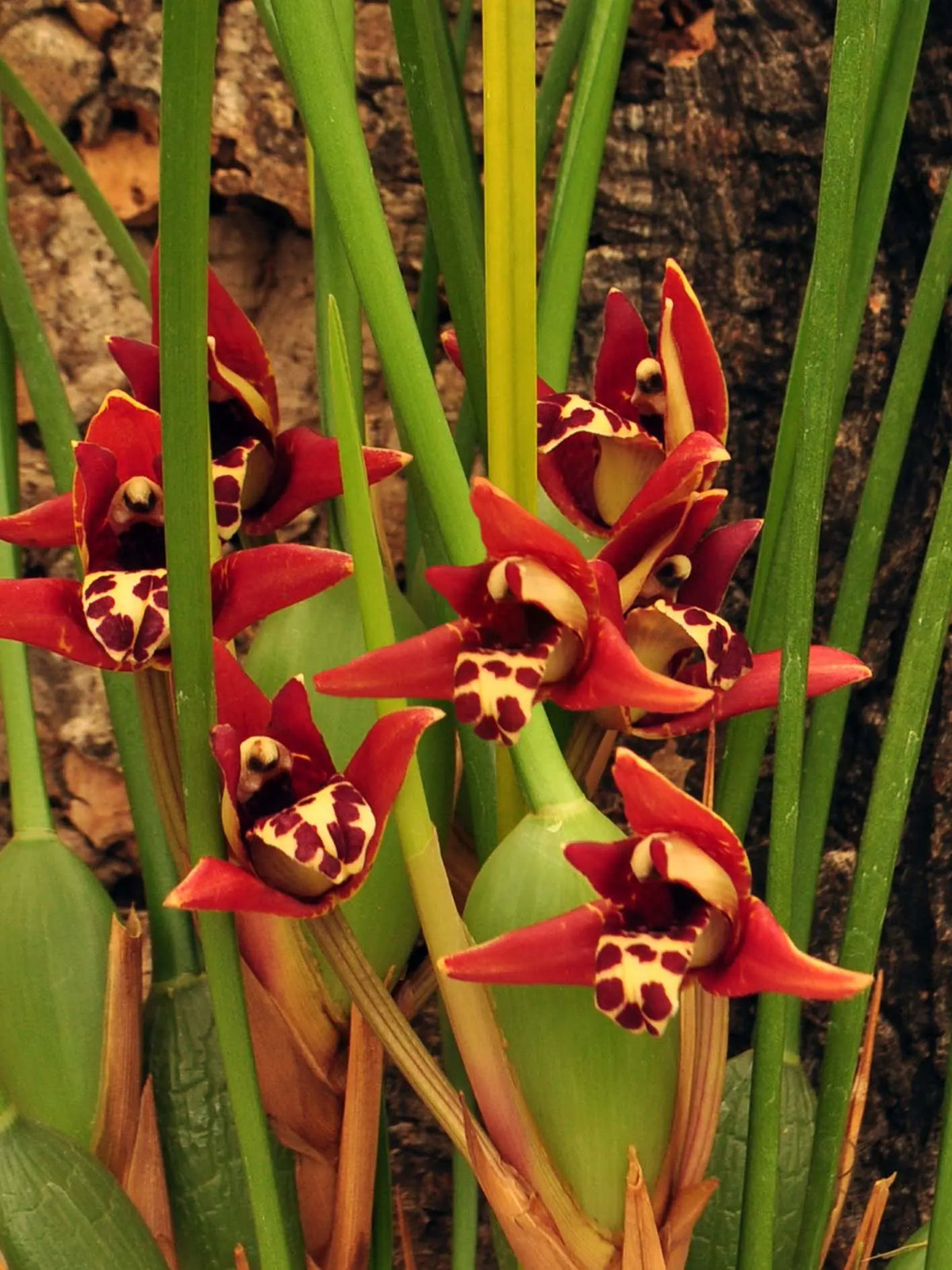Cocoon Orchid - Maxillaria tenuifolia BLATTPOST