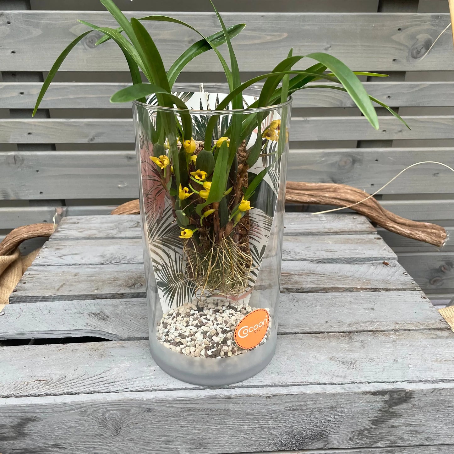 Cocoon Orchid - Maxillaria variabilis BLATTPOST