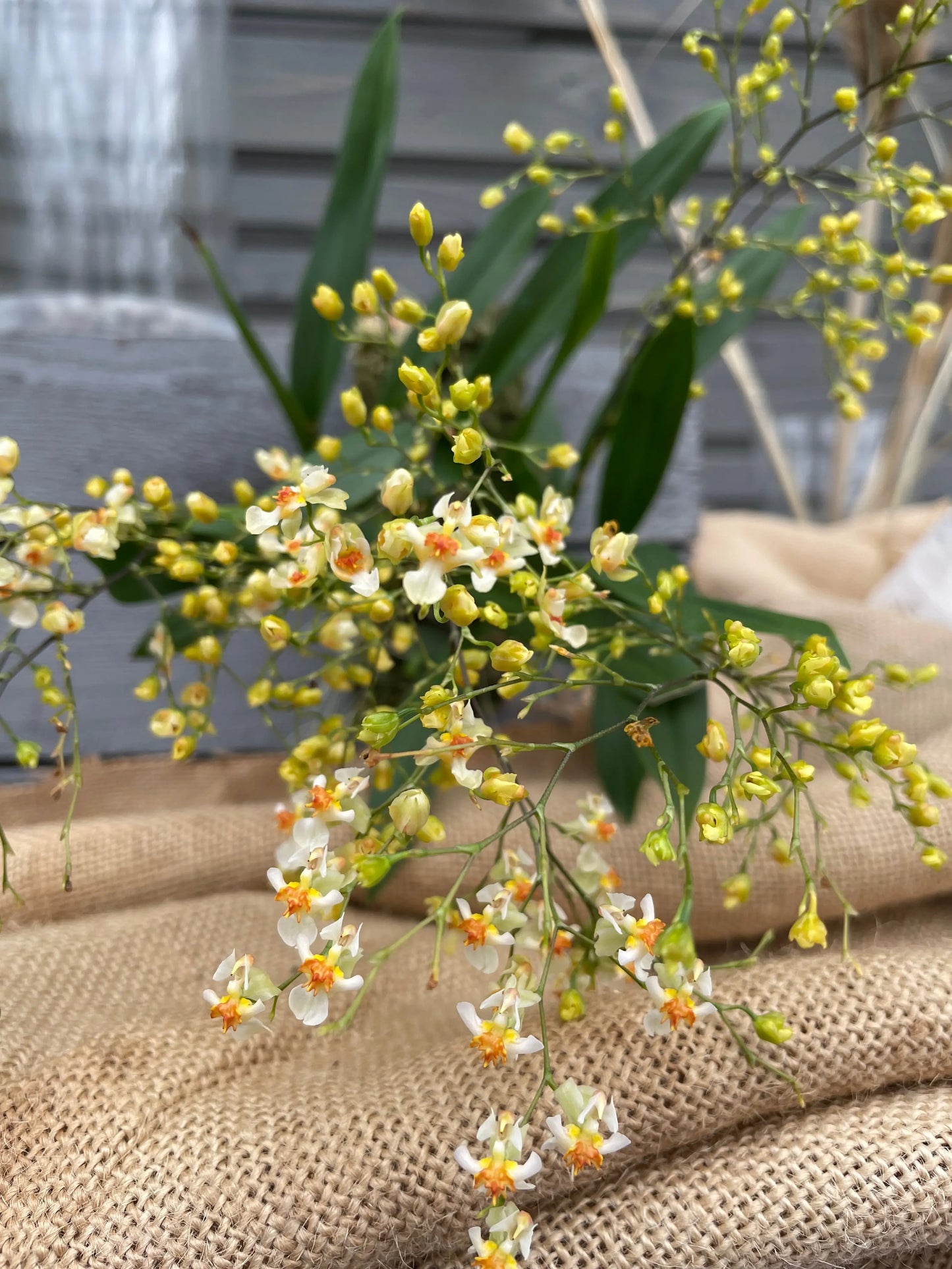 Cocoon Orchid - Oncidium Twinkle Jasmin BLATTPOST