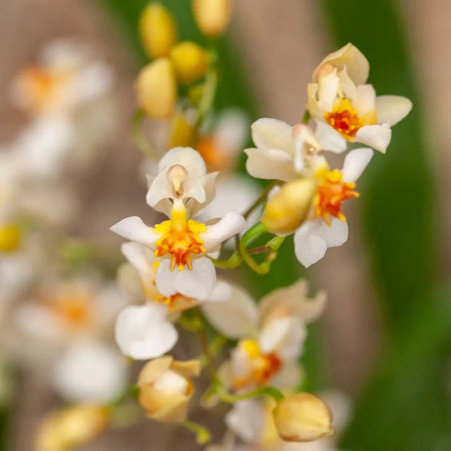 Cocoon Orchid - Oncidium Twinkle Jasmin BLATTPOST