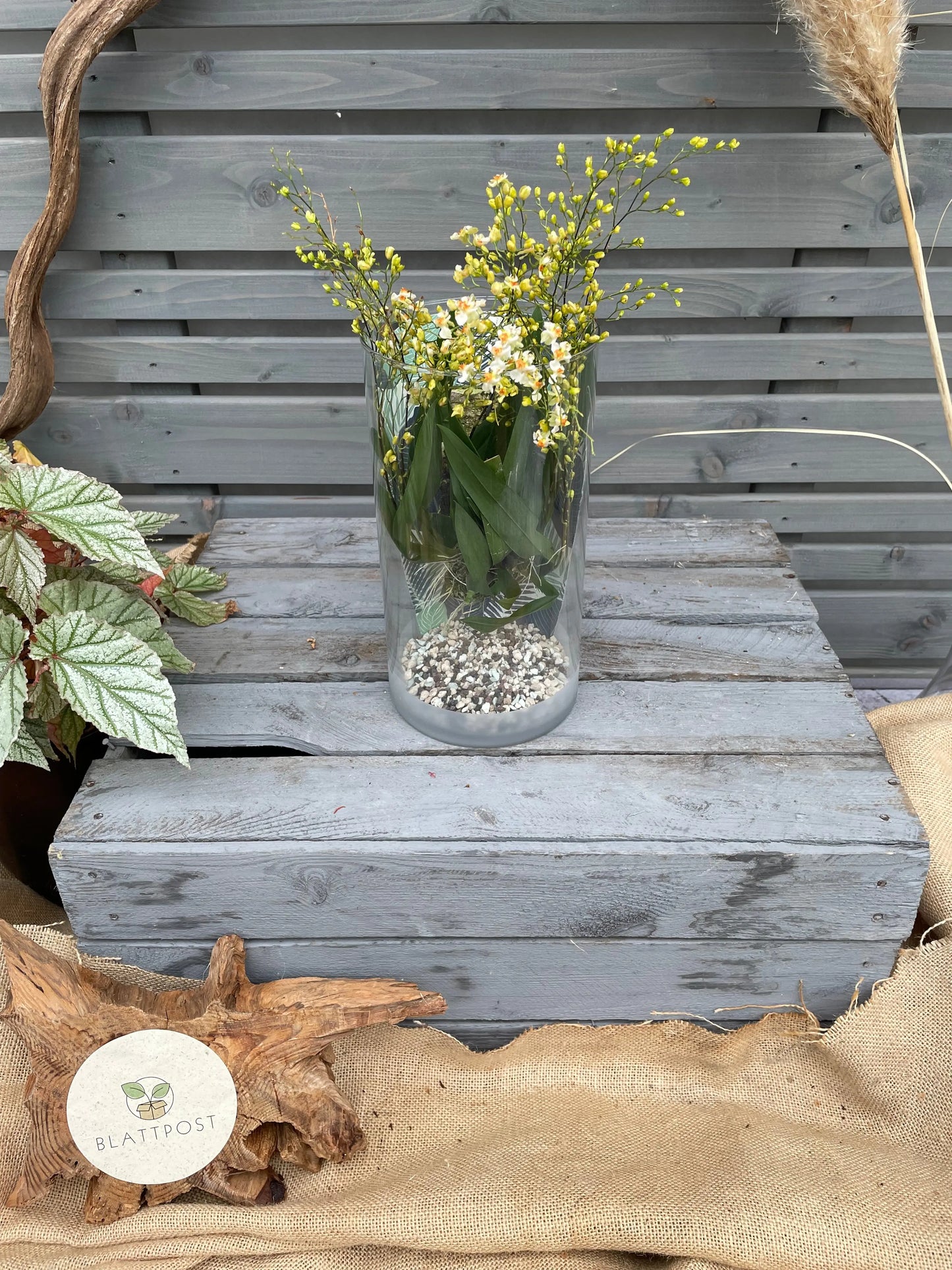 Cocoon Orchid - Oncidium Twinkle Jasmin BLATTPOST