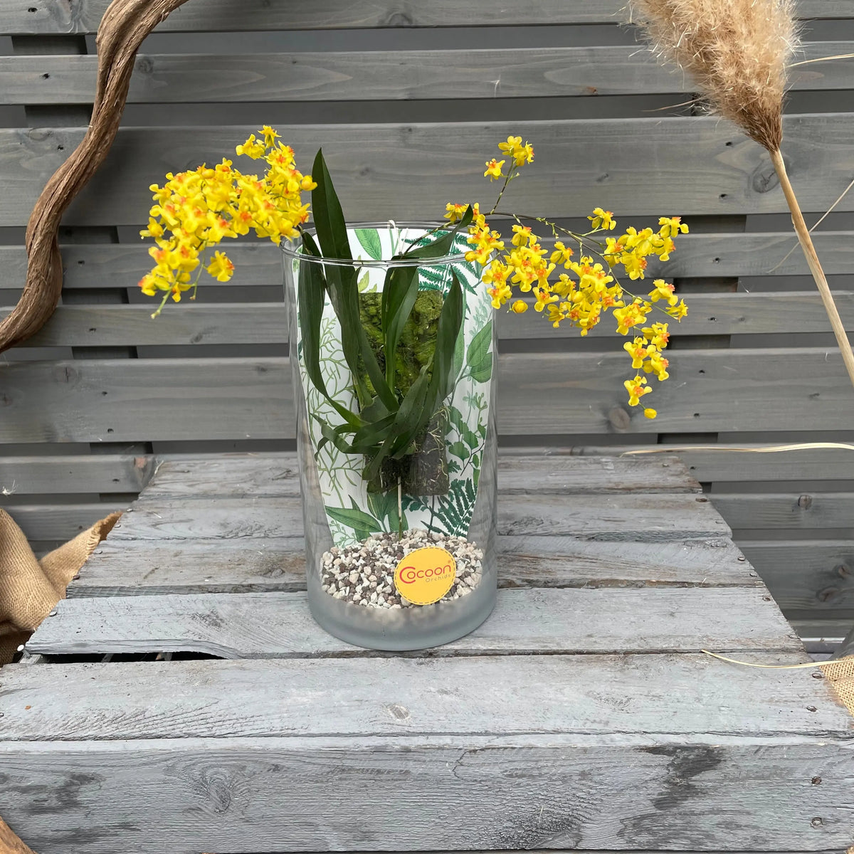 Cocoon Orchid - Oncidium Twinkle Laura BLATTPOST