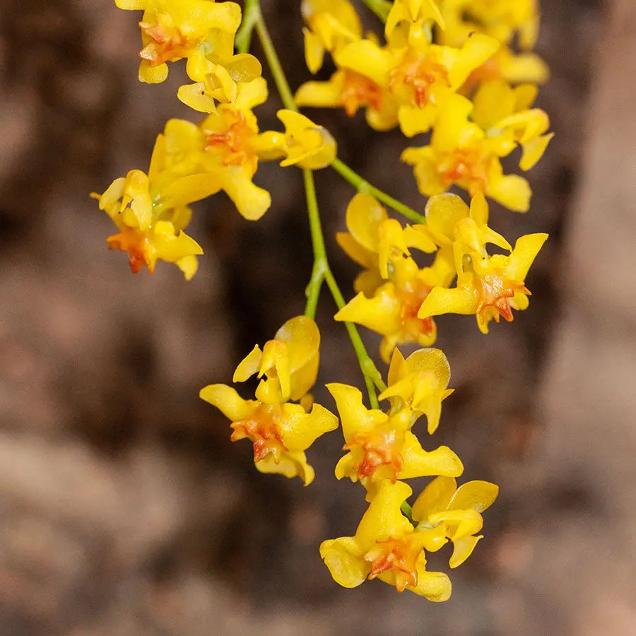 Cocoon Orchid - Oncidium Twinkle Laura BLATTPOST