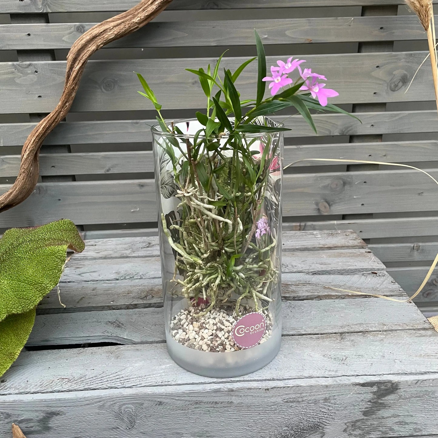 Cocoon Orchid - Panama Orchid (Oerstedella centradenia) BLATTPOST