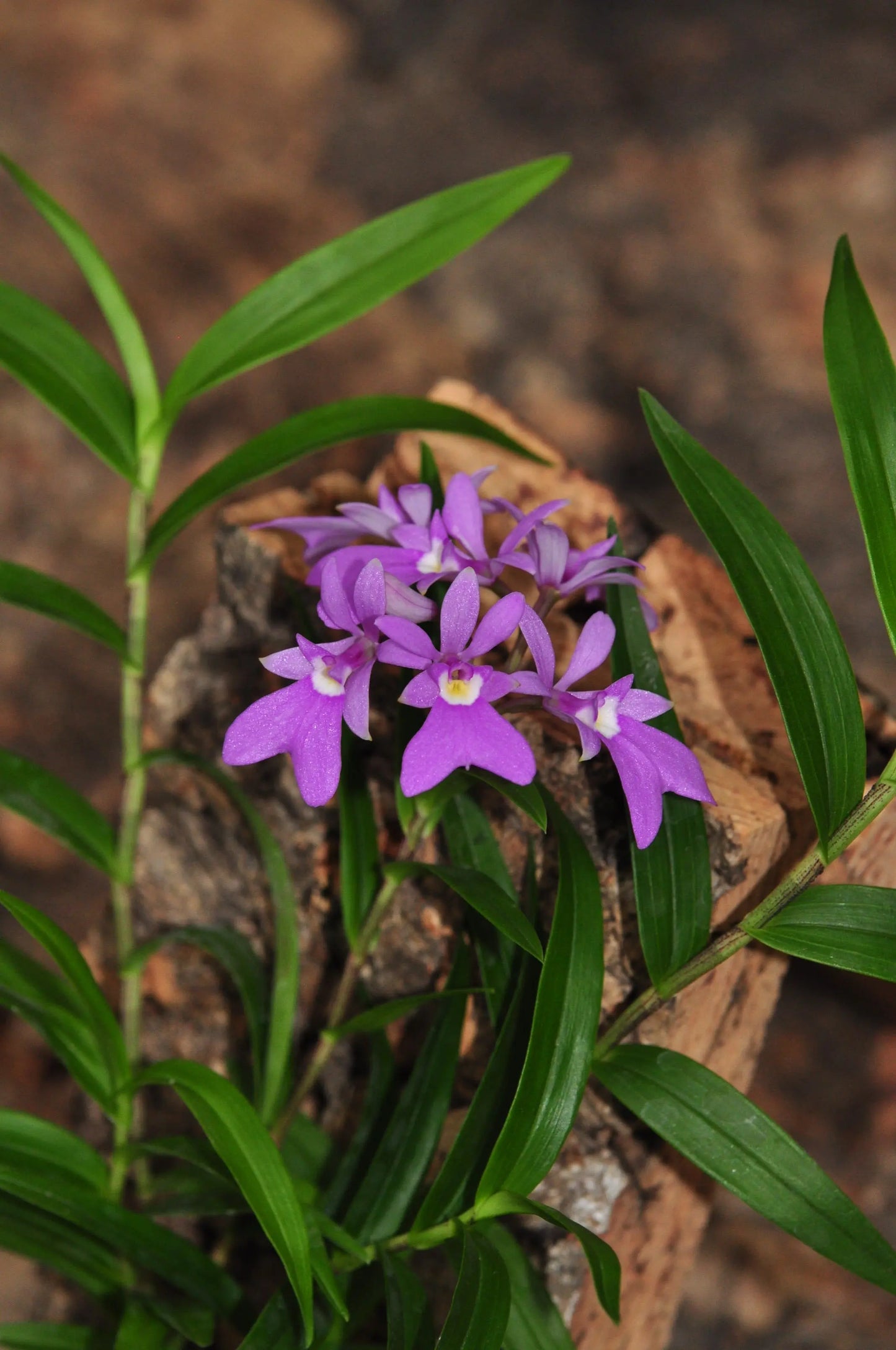 Cocoon Orchid - Panama Orchid (Oerstedella centradenia) BLATTPOST
