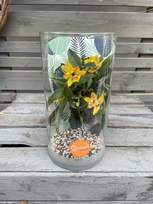 Cocoon Orchid - Promenaea ´sunlight orchid´ BLATTPOST