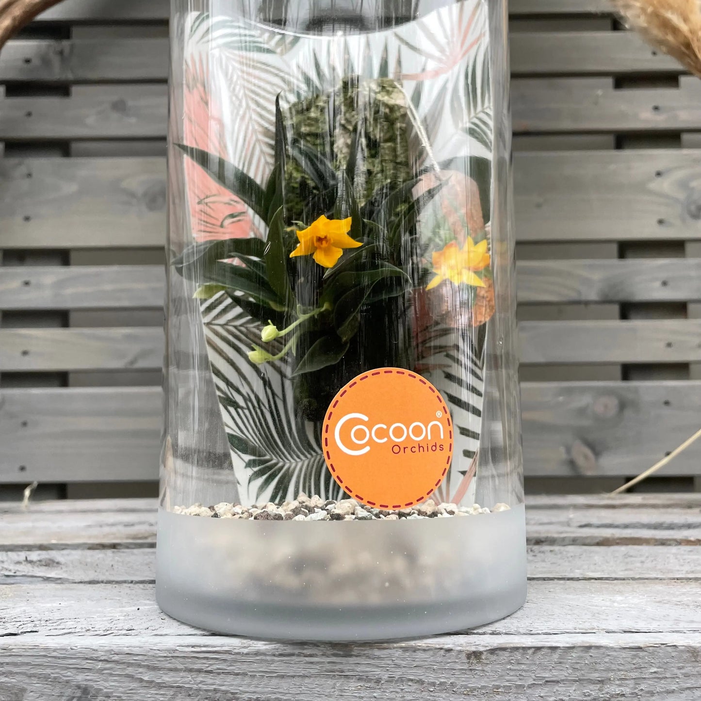 Cocoon Orchid - Promenaea silvana BLATTPOST