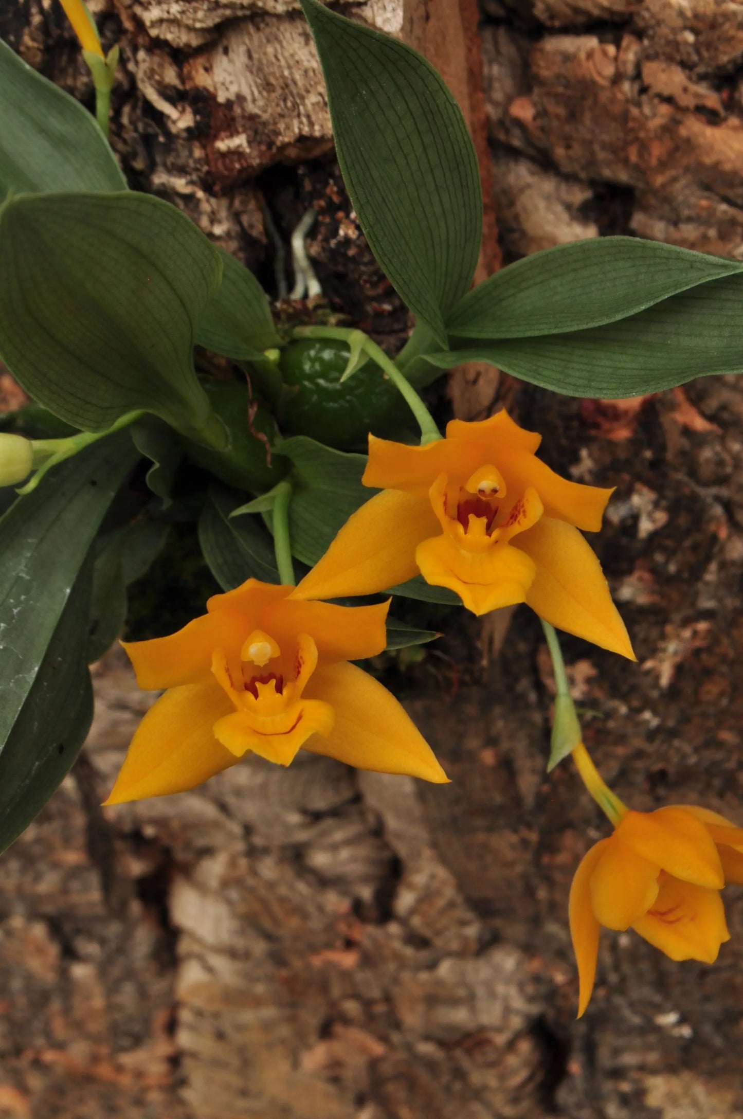 Cocoon Orchid - Promenaea silvana BLATTPOST