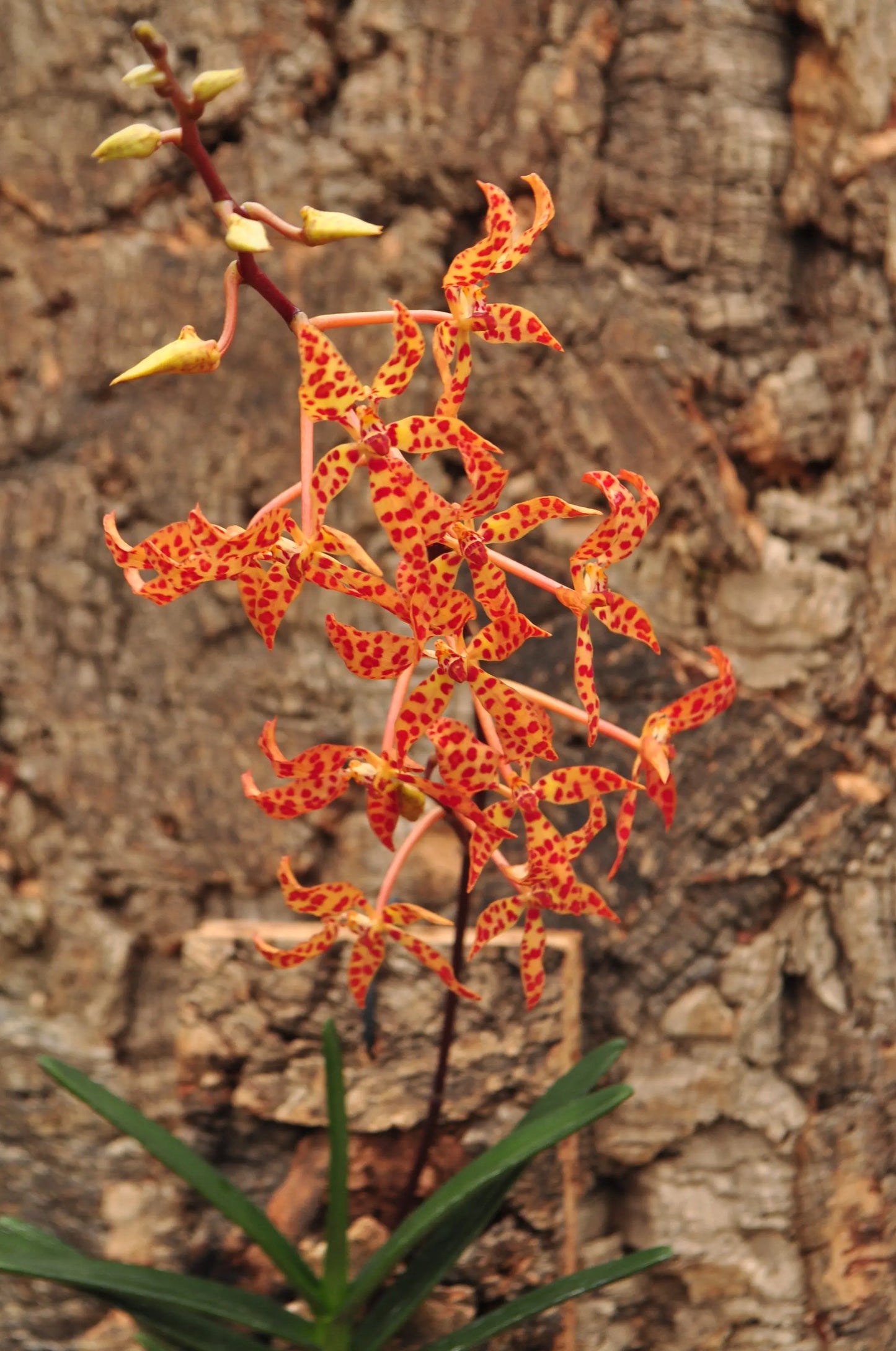 Cocoon Orchid - Renanthera monachica BLATTPOST