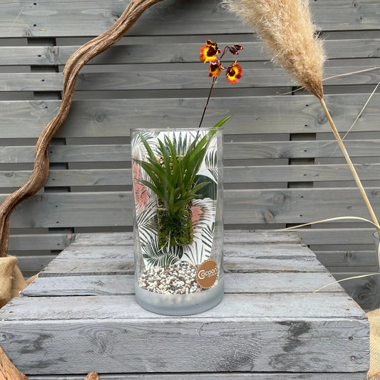 Cocoon Orchid - Tolumnia variegata BLATTPOST