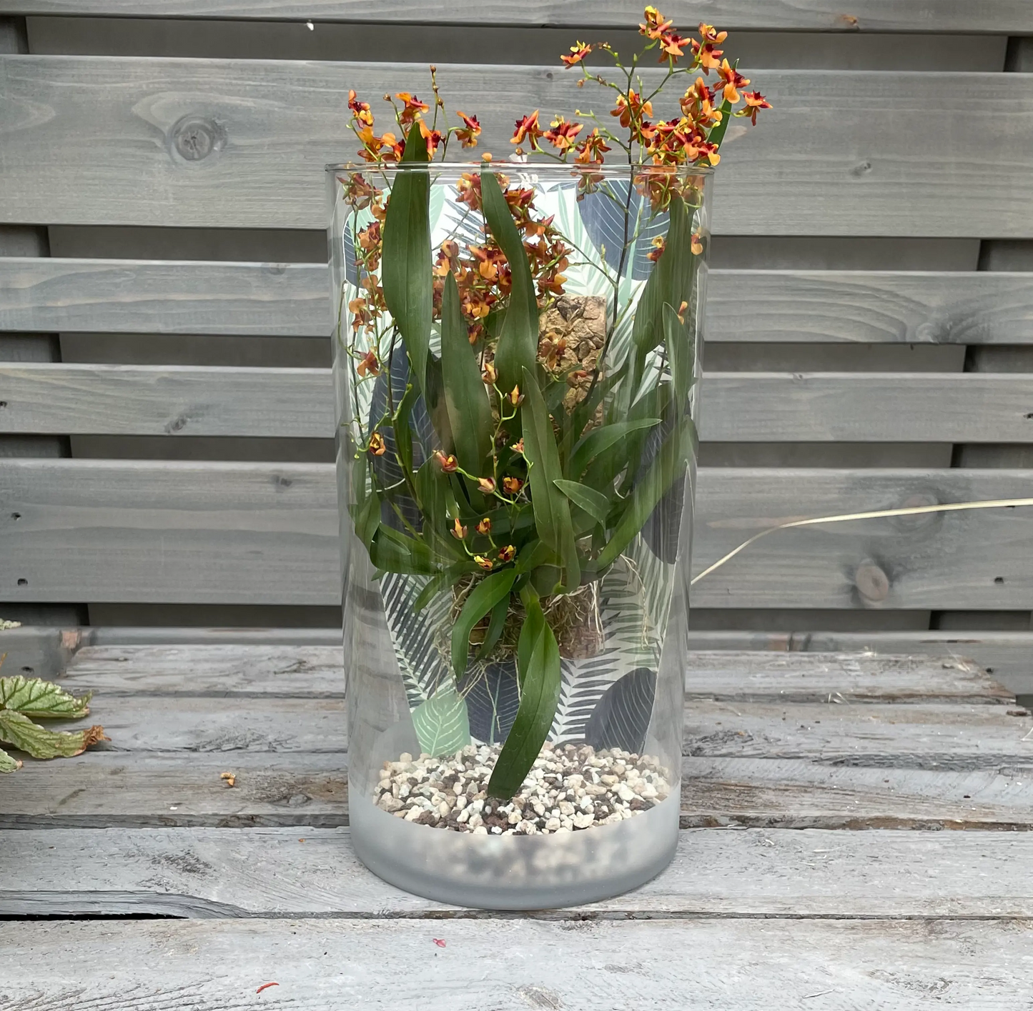 Cocoon Orchid der Saison!! BLATTPOST