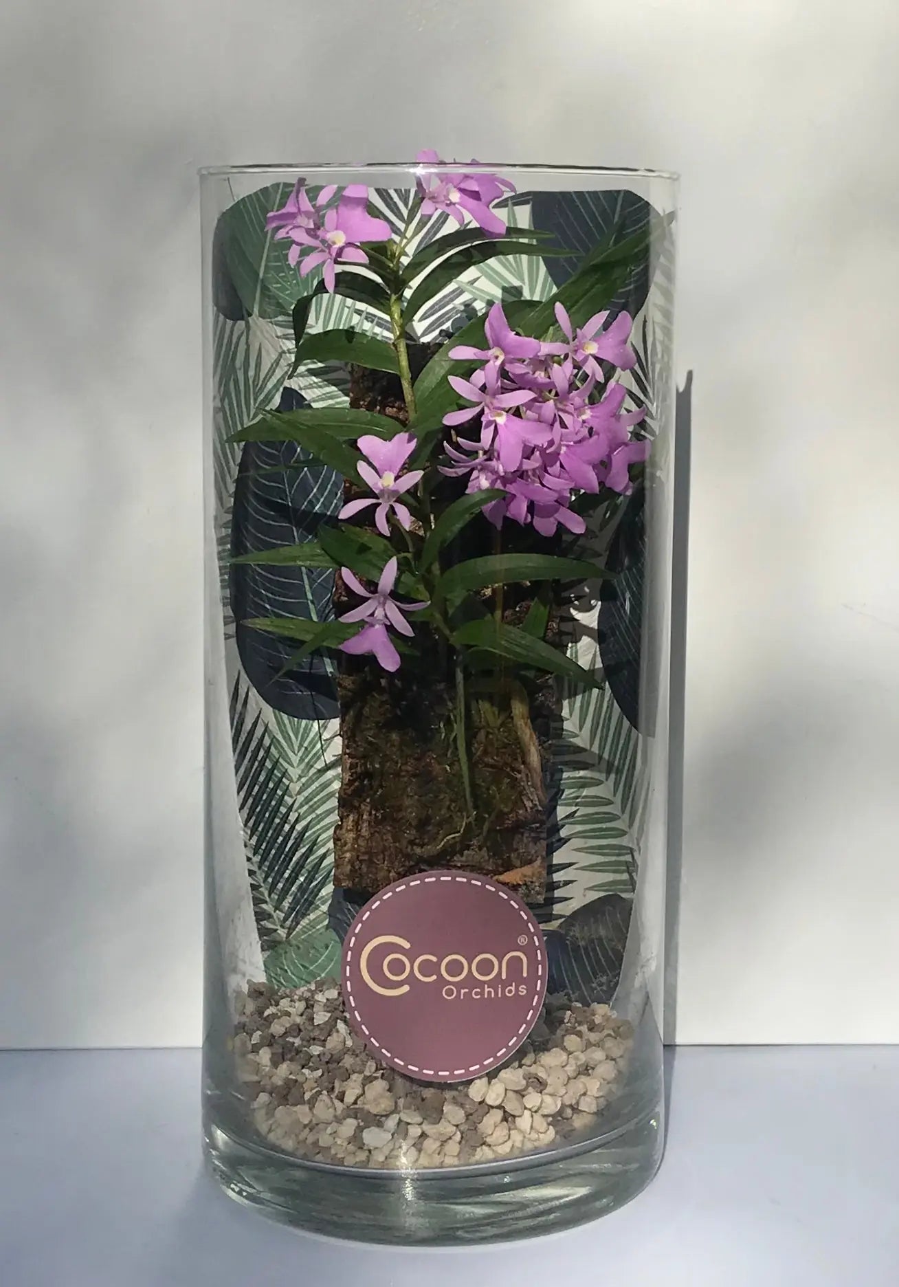 Cocoon Orchid der Saison!! BLATTPOST