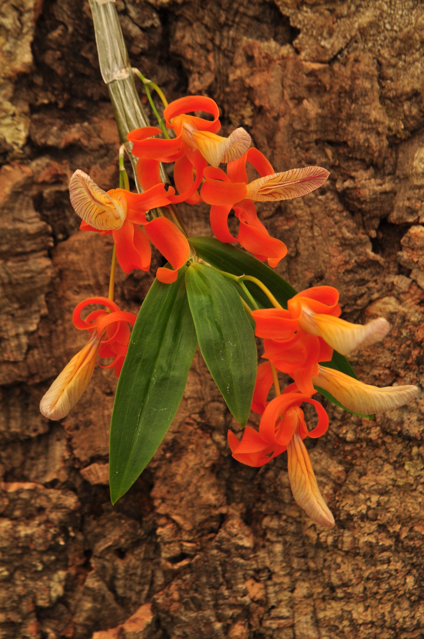 Cocoon Orchid - Dendrobium unicum