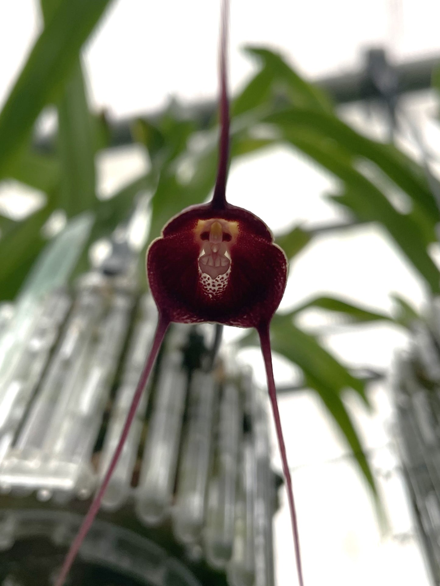 Dracula pholeodytes