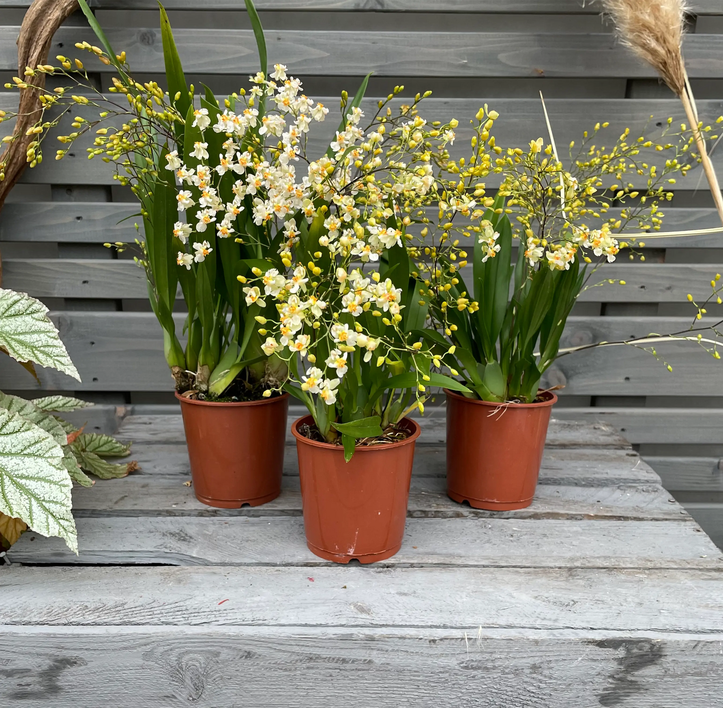 Duftorchidee Oncidium twinkle 'Jasmin', 3er Set BLATTPOST