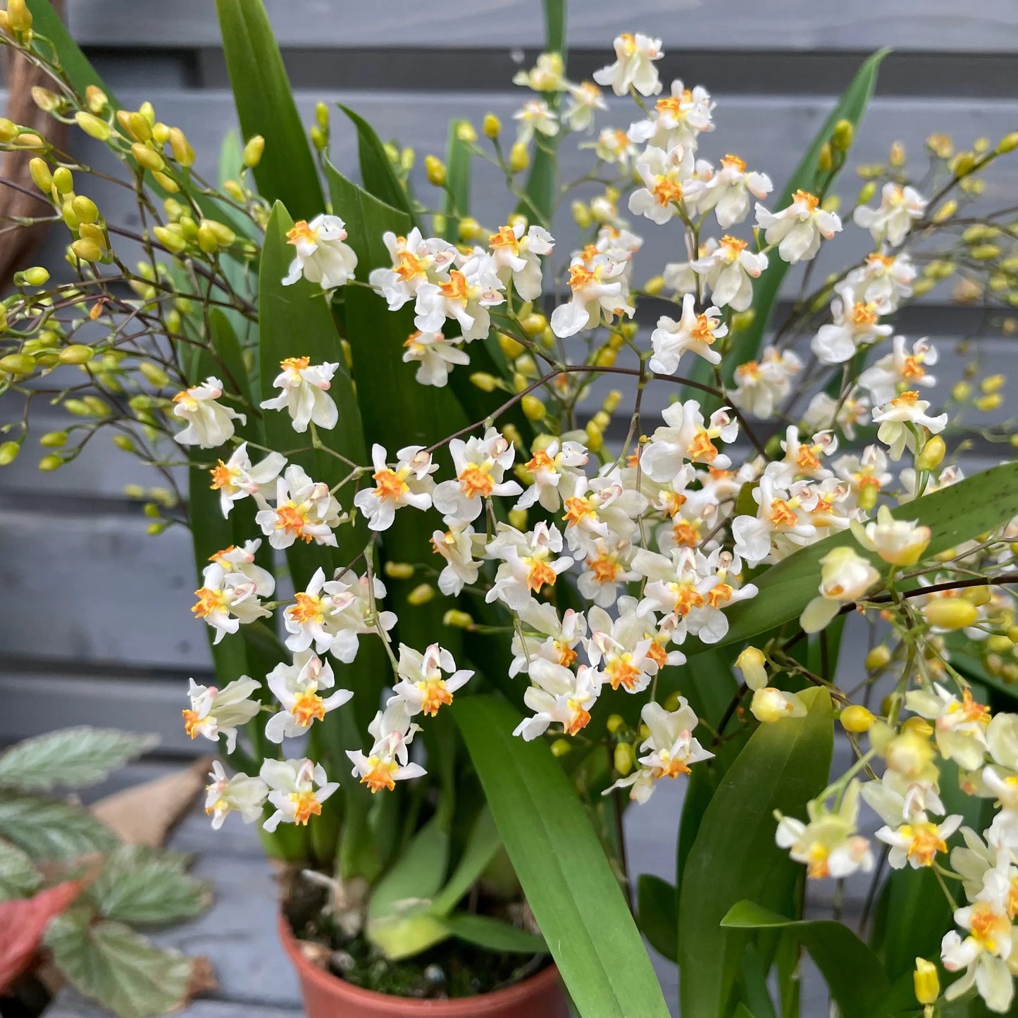 Duftorchidee Oncidium twinkle 'Jasmin', 3er Set BLATTPOST