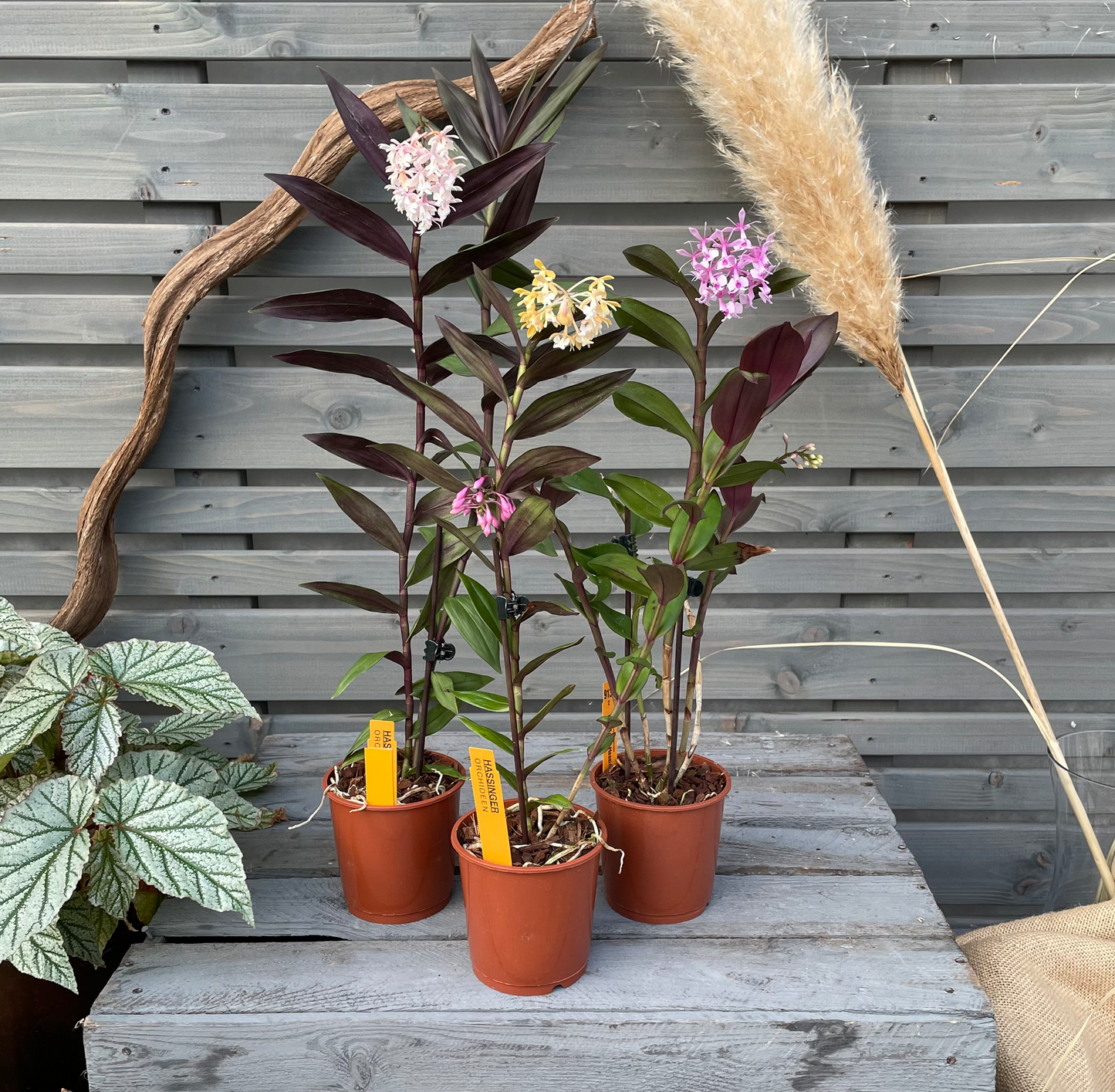 Epidendrum 'Anika Hassinger' - 3er Set