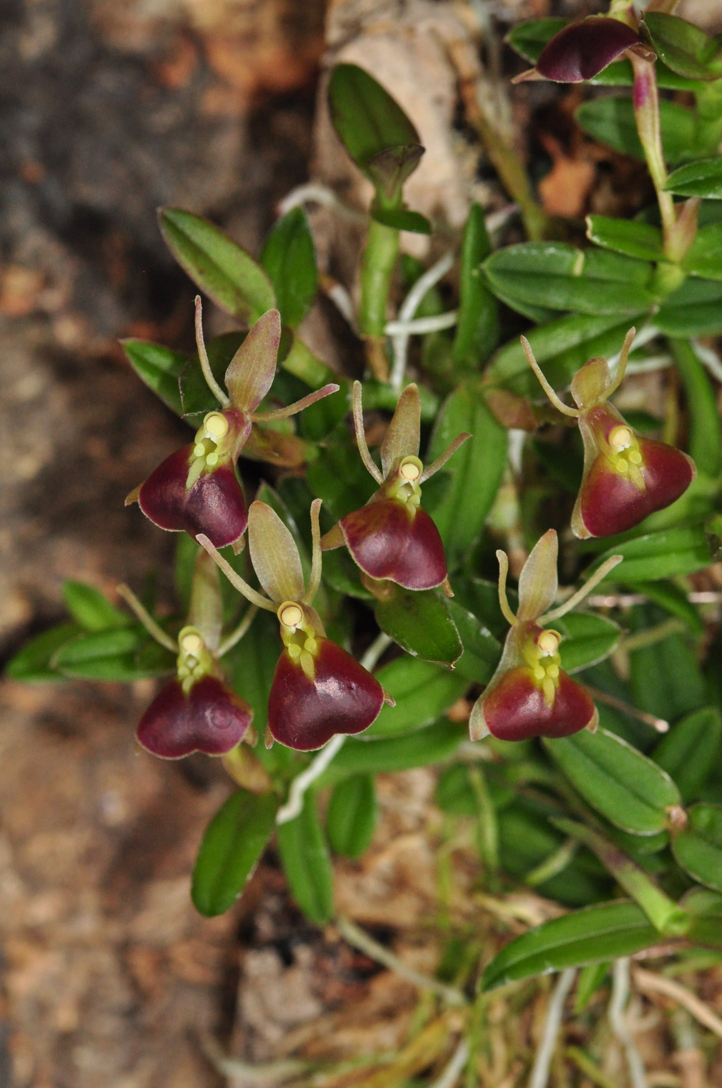 Cocoon Orchid - Epidendrum peperomia
