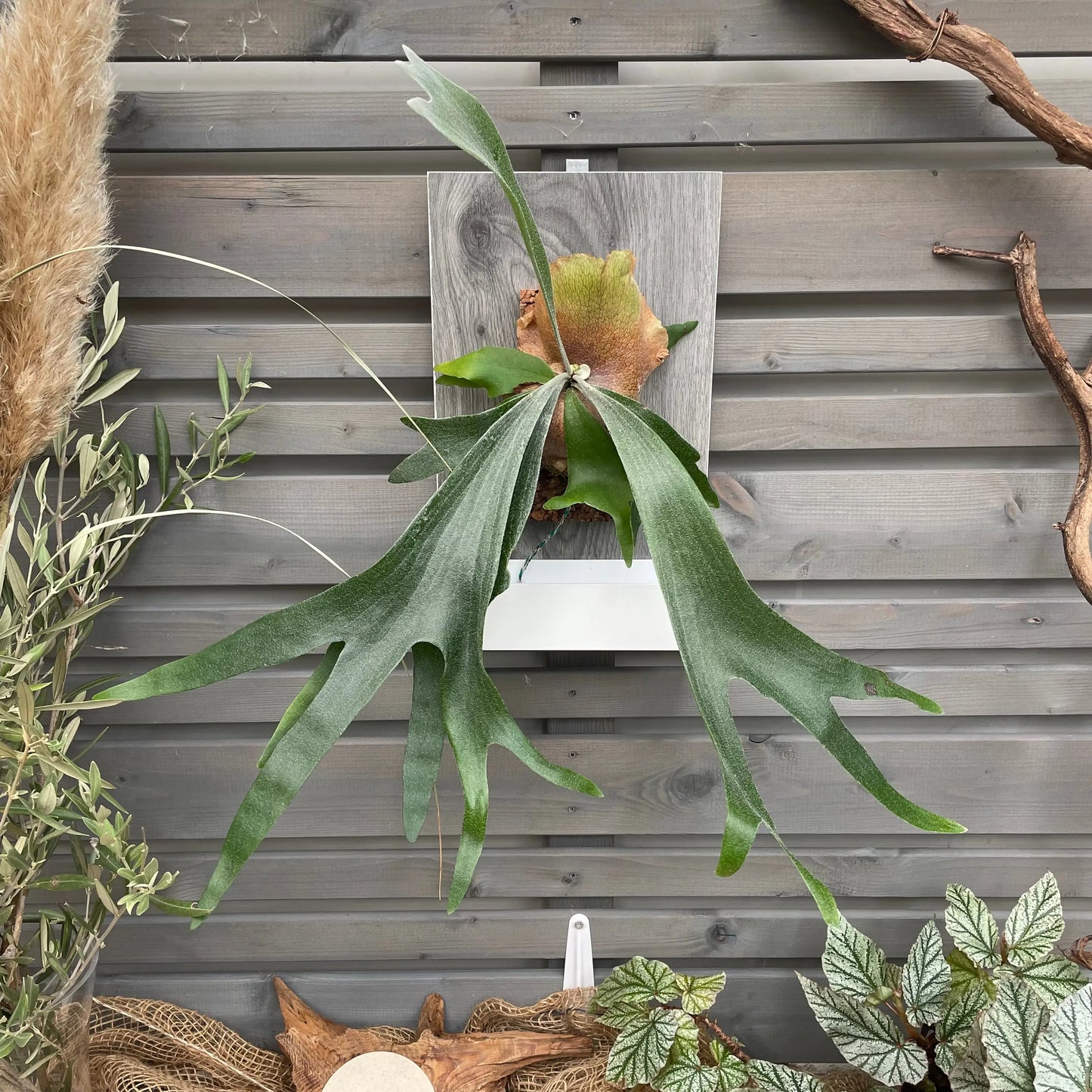 Living picture 'Geweihfarn' BLATTPOST