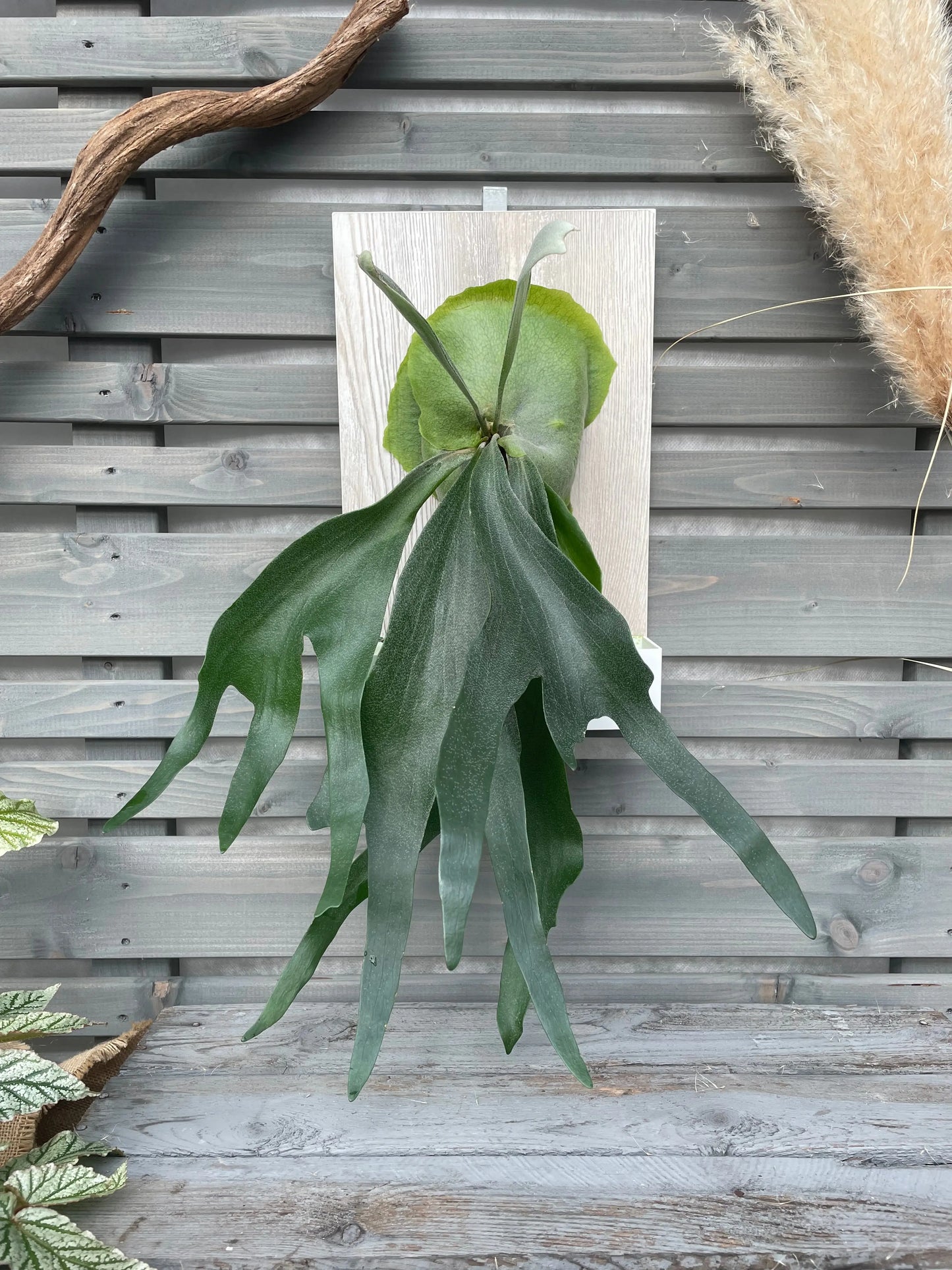 Living picture 'Geweihfarn' BLATTPOST