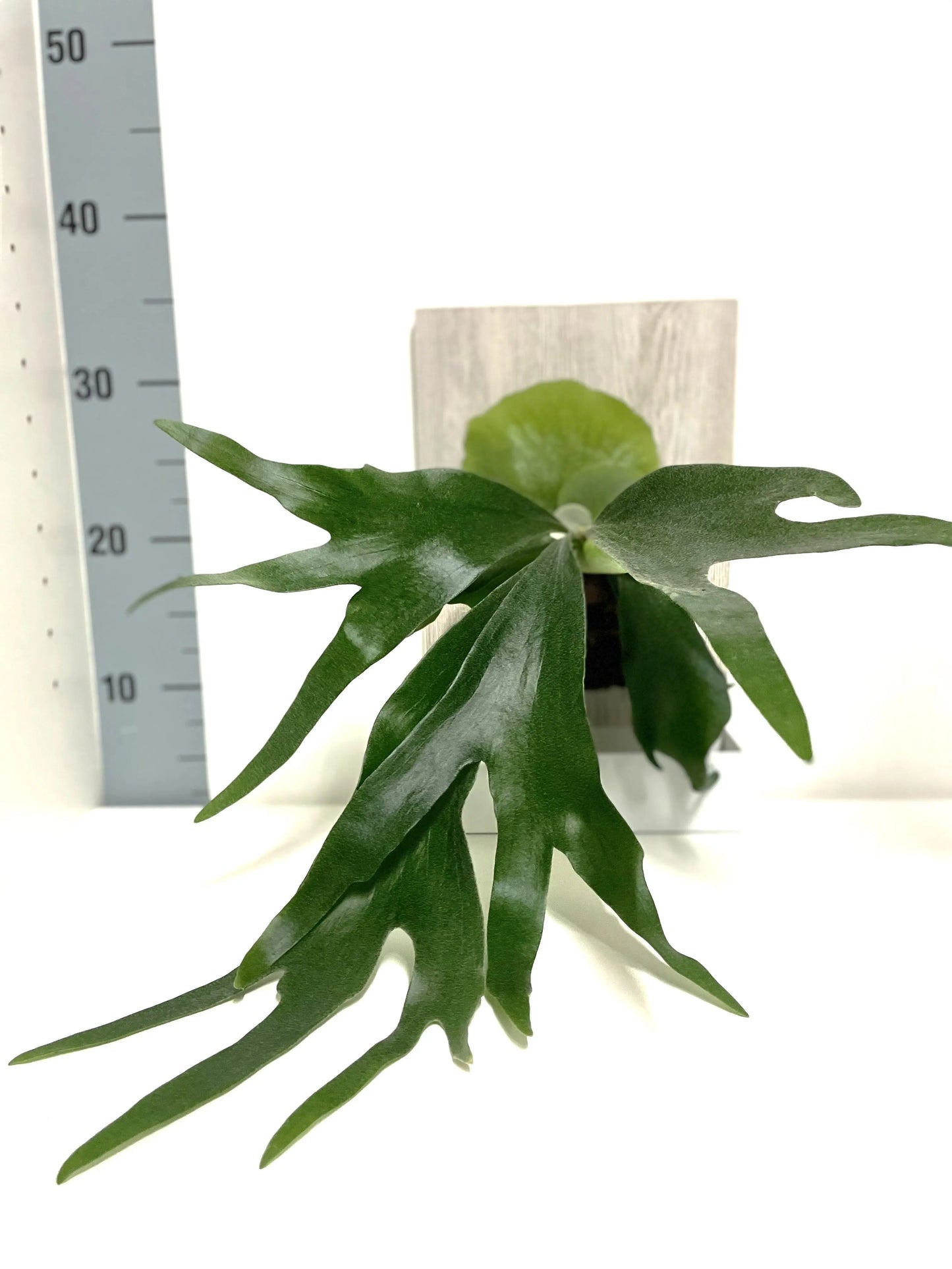 Living picture 'Geweihfarn' BLATTPOST