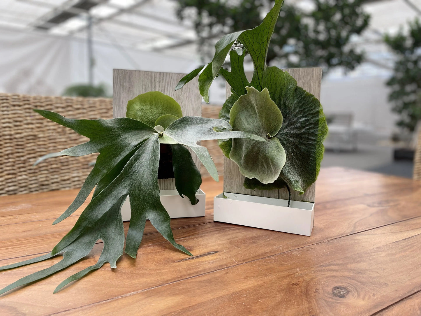 Living picture 'Geweihfarn' BLATTPOST