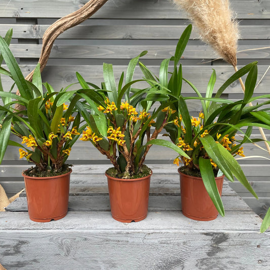Maxillaria variabilis, 3er Set BLATTPOST