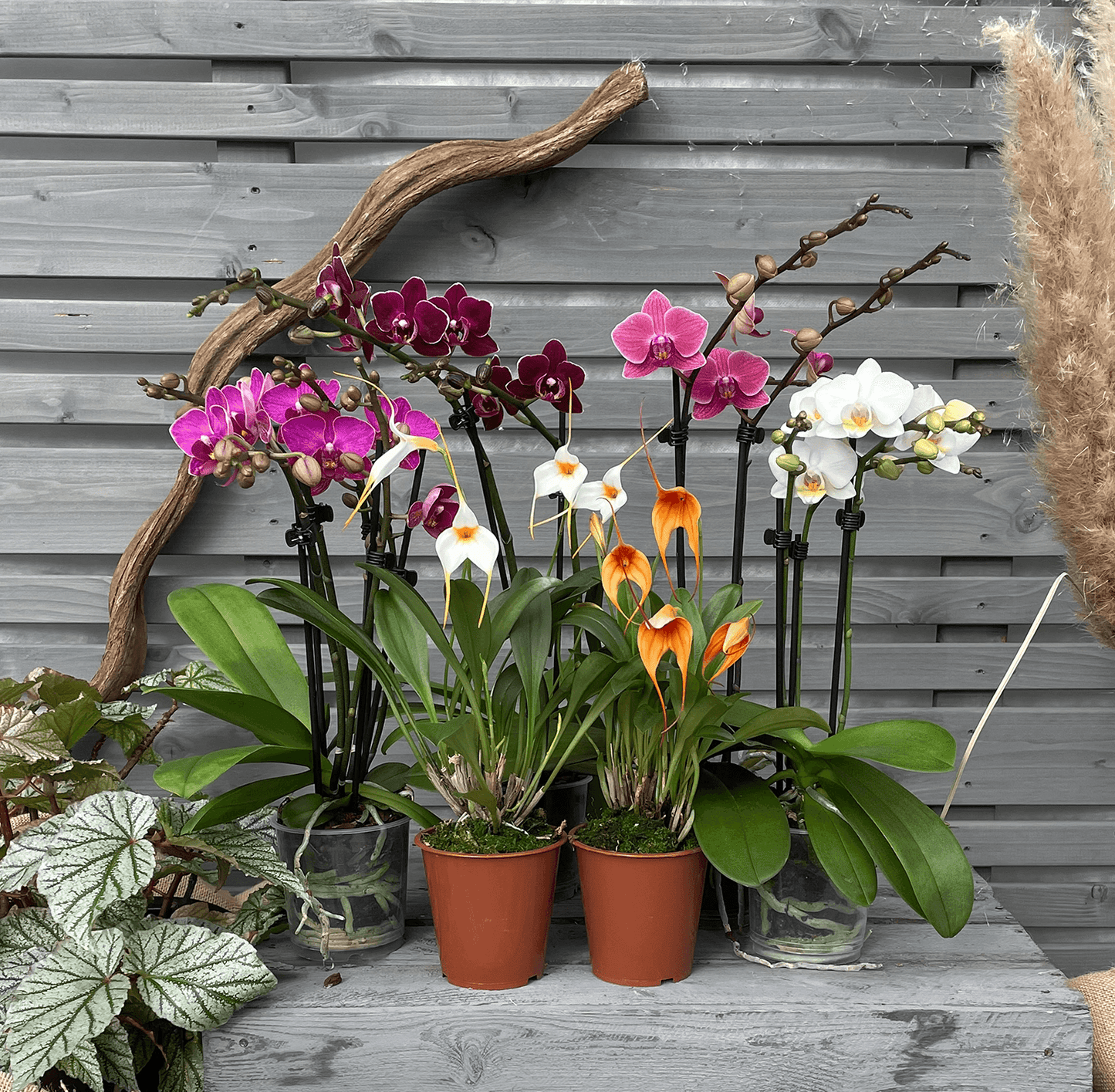 Schmetterlingsorchidee und Bellavallia, 6er Set