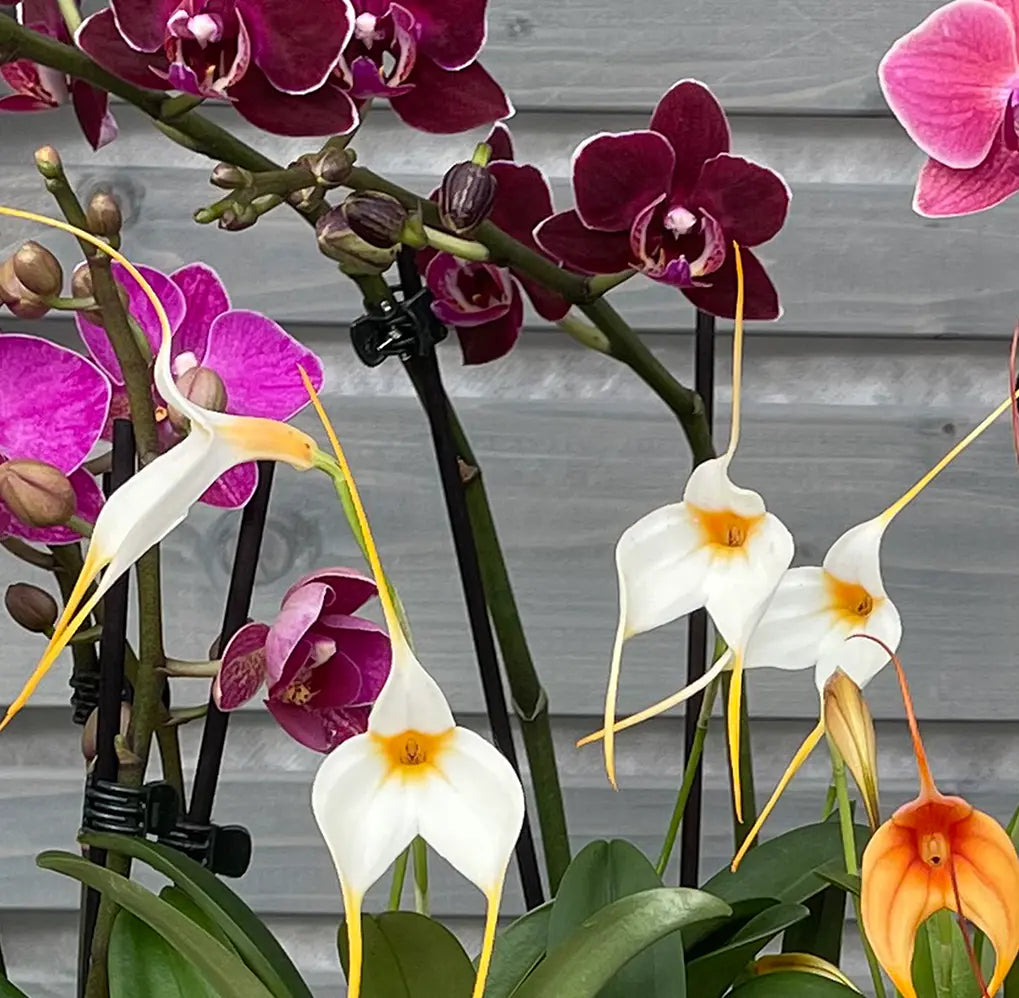 Schmetterlingsorchidee und Bellavallia, 6er Set BLATTPOST