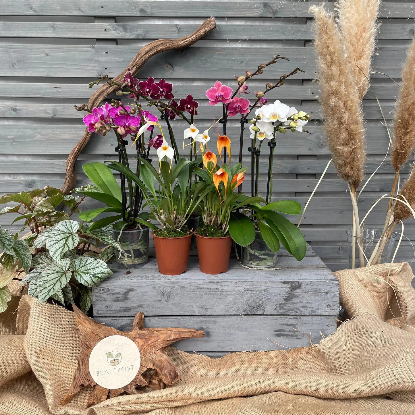 Schmetterlingsorchidee und Bellavallia, 6er Set BLATTPOST