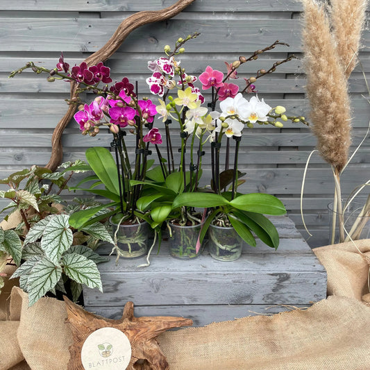 Schmetterlingsorchidee, 6er Set BLATTPOST