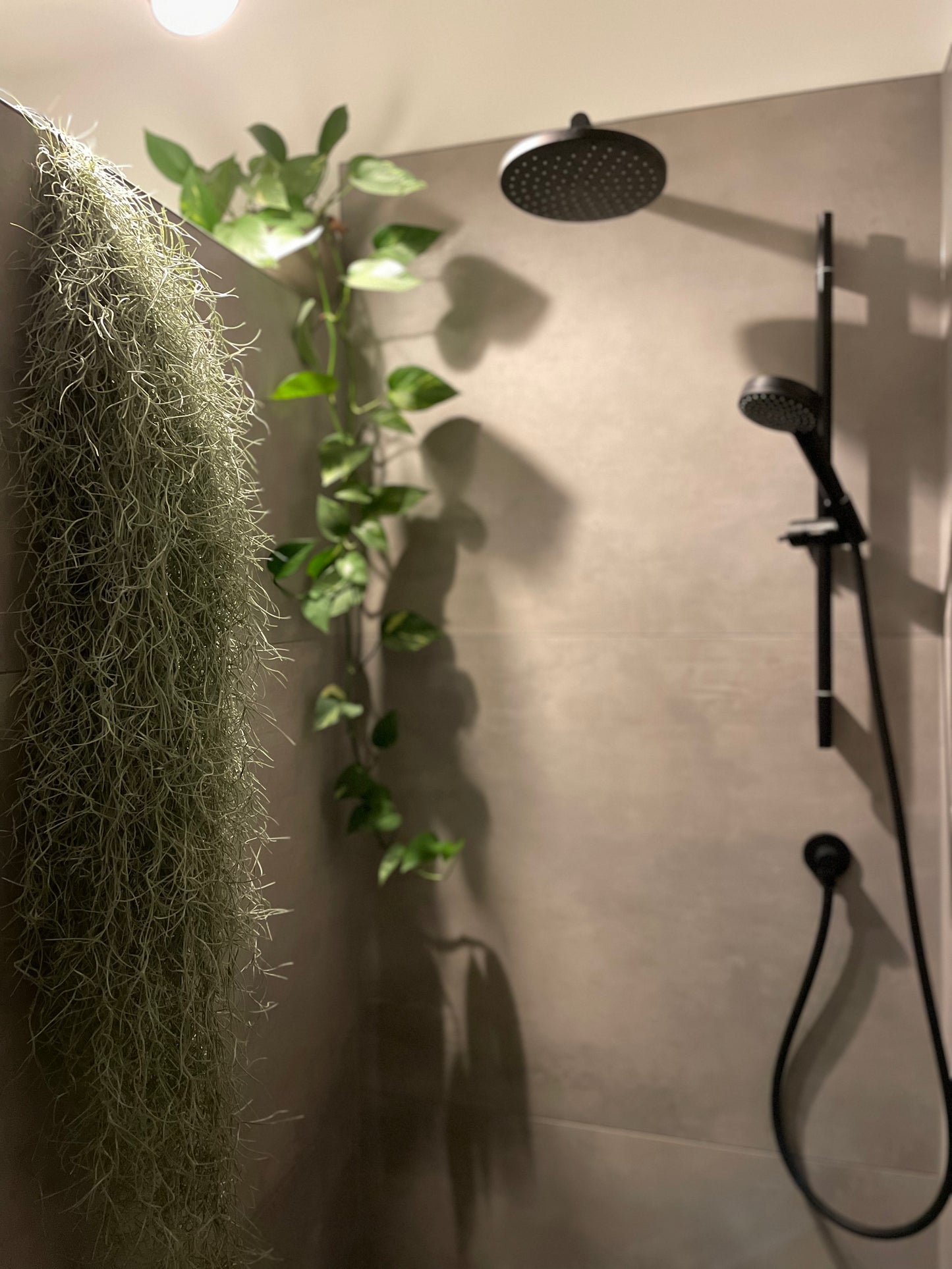 Tillandsia usneoides