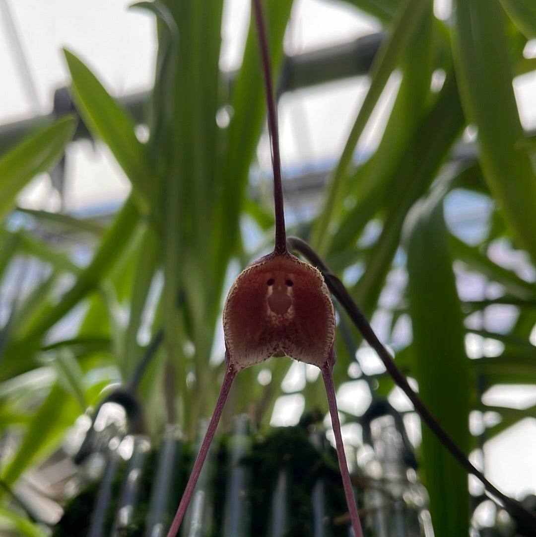 Dracula dalessandroi