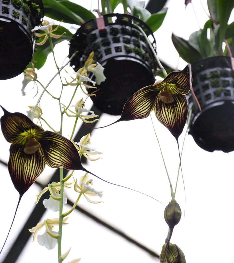 Affengesicht-Orchidee-Dracula BLATTPOST