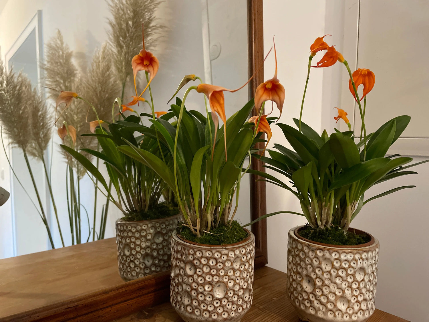 Saisonale-Orchideen BLATTPOST