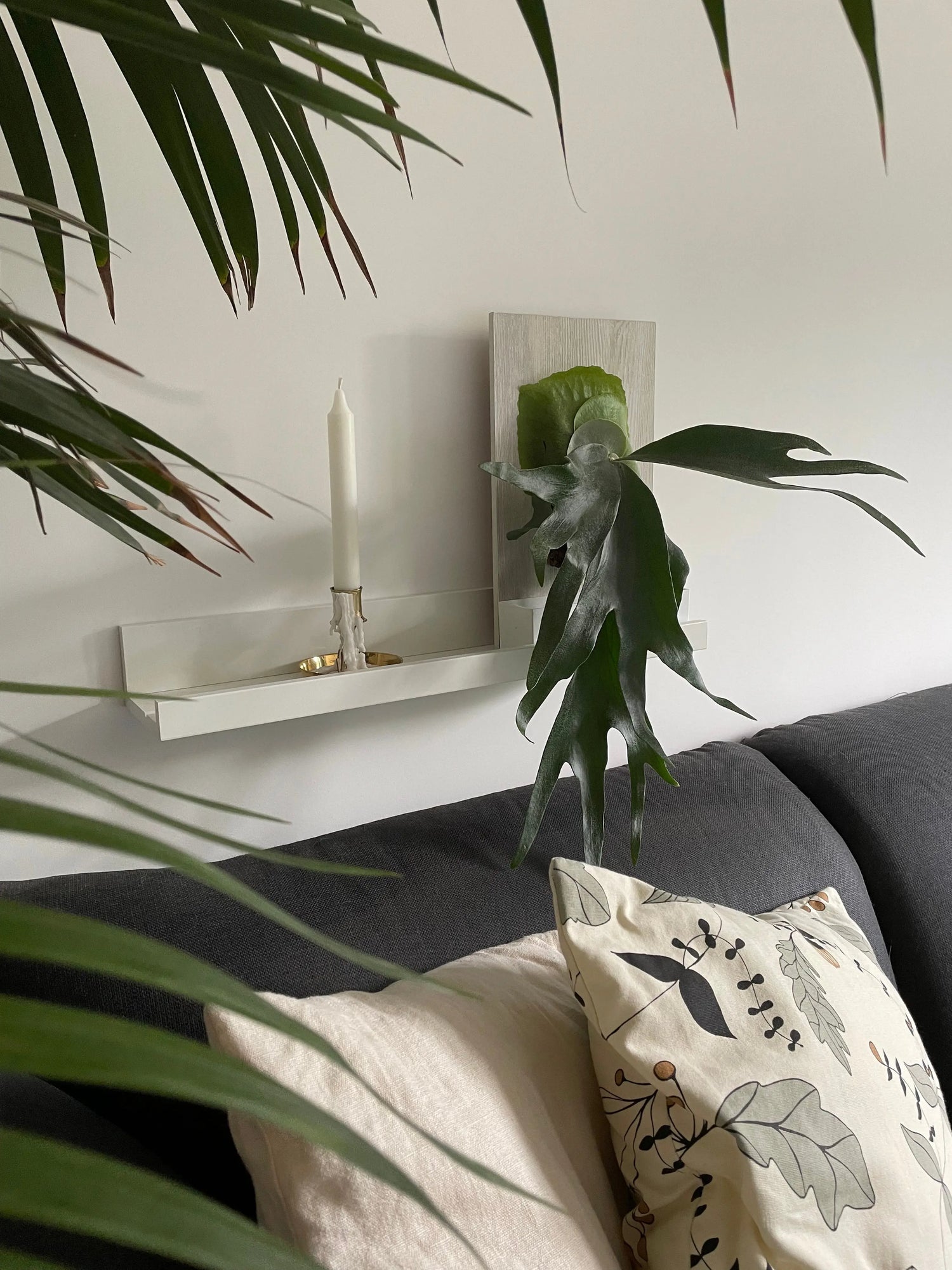 Farne-Grünpflanzen BLATTPOST