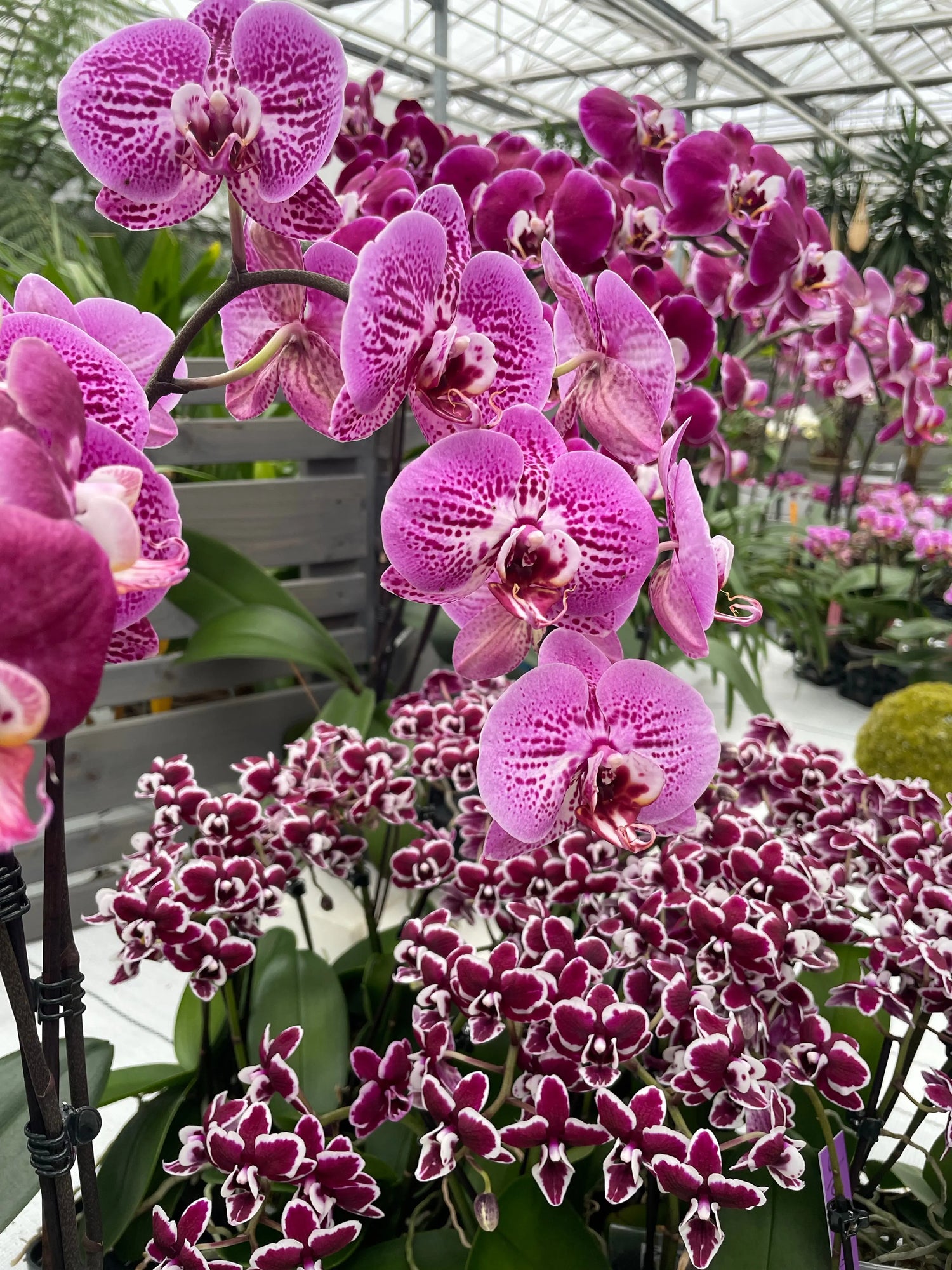 Schmetterlingsorchideen BLATTPOST