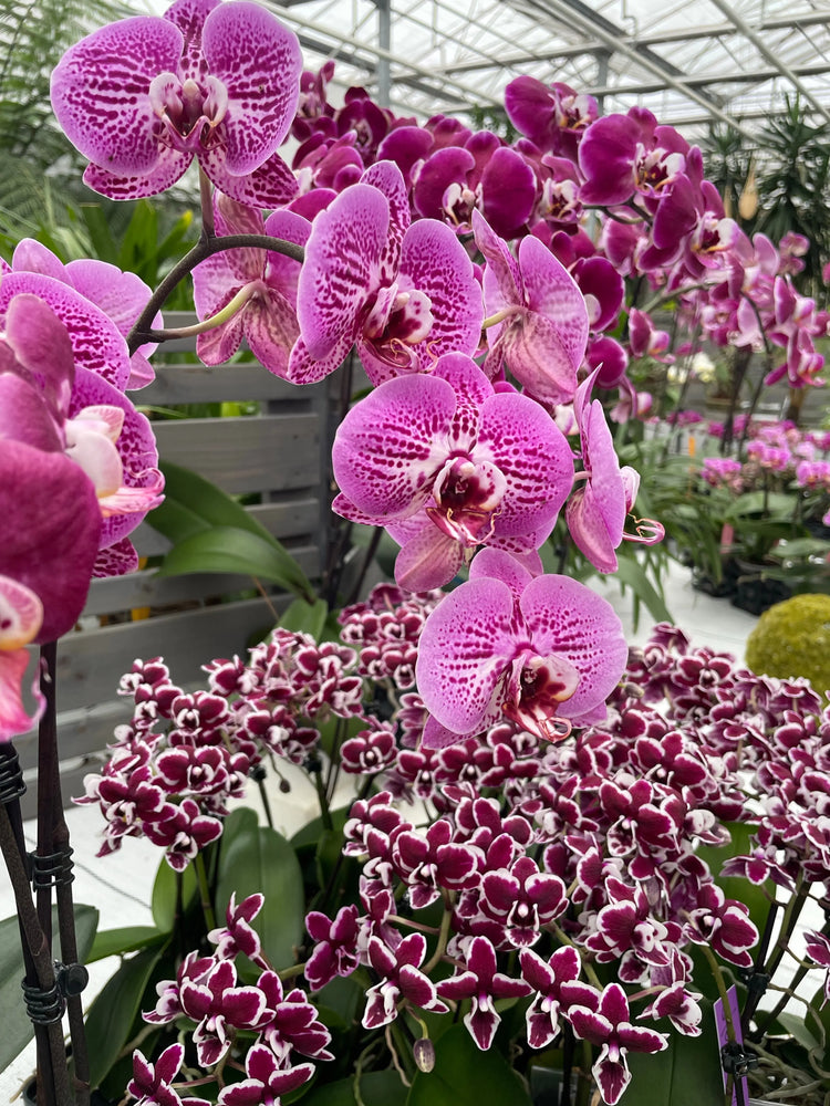 Schmetterlingsorchideen BLATTPOST