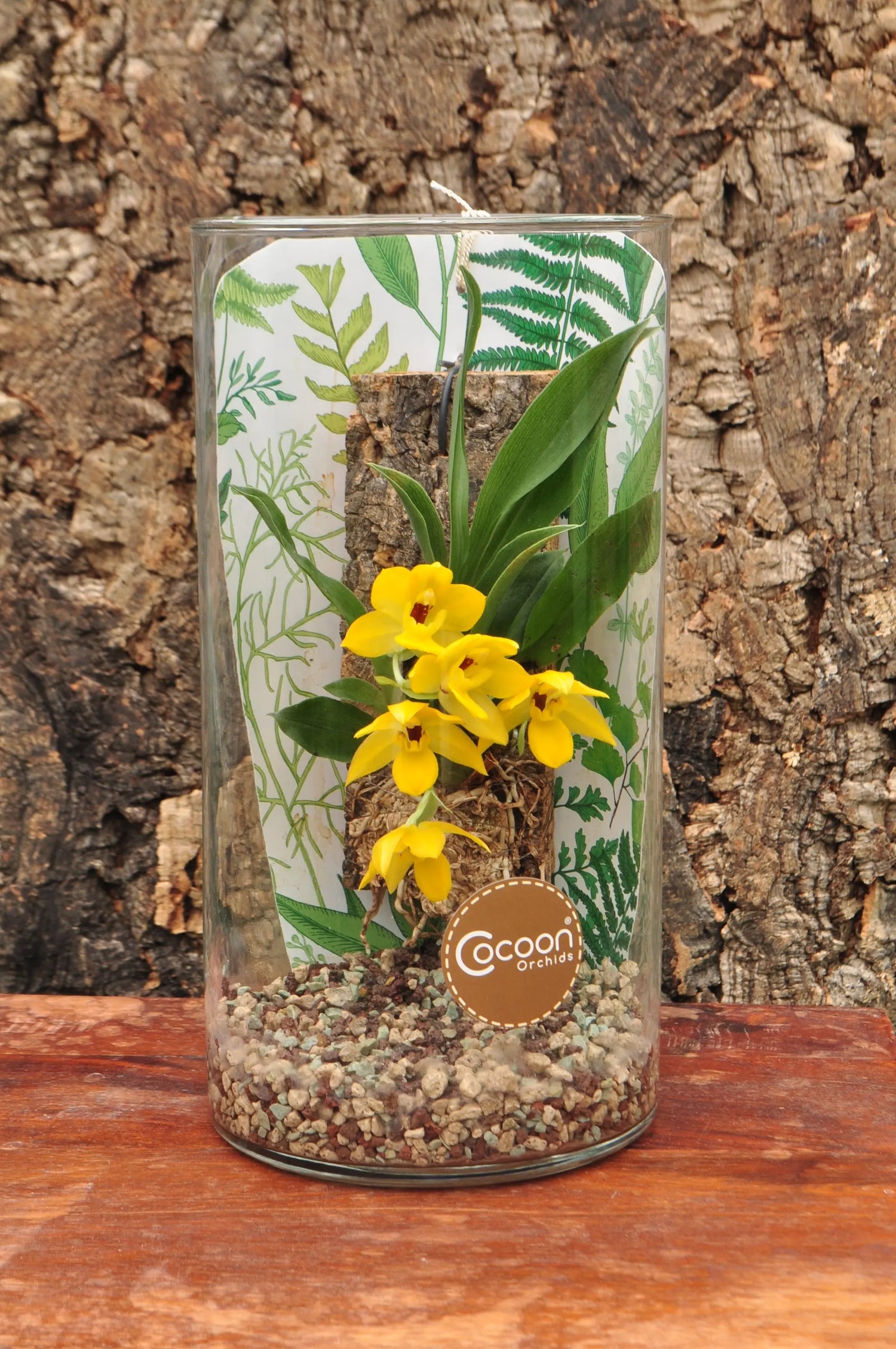 Cocoon-Orchids BLATTPOST