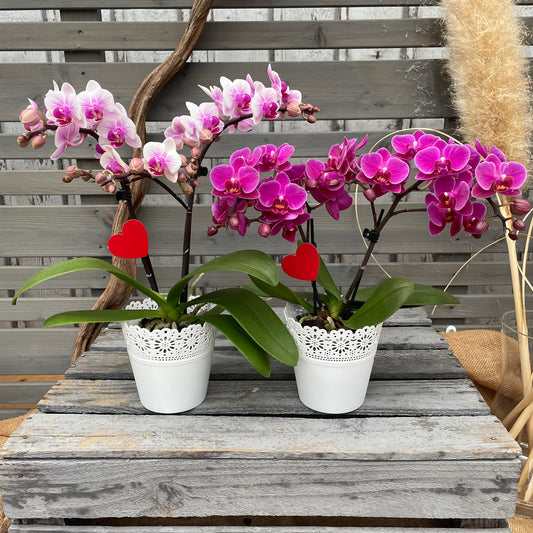 Orchideen-Muttertagspaket
