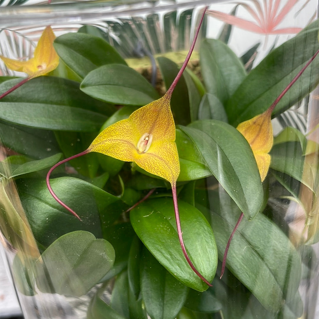 Cocoon Orchid - Masdevallia triangularis