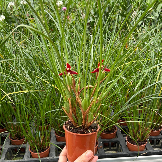 Fragrant orchid Maxillaria tenuifolia