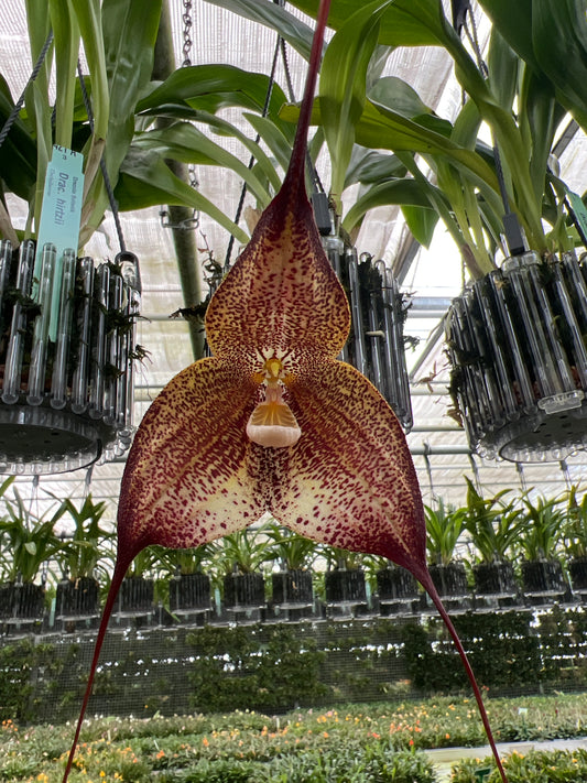 Dracula hirtzii